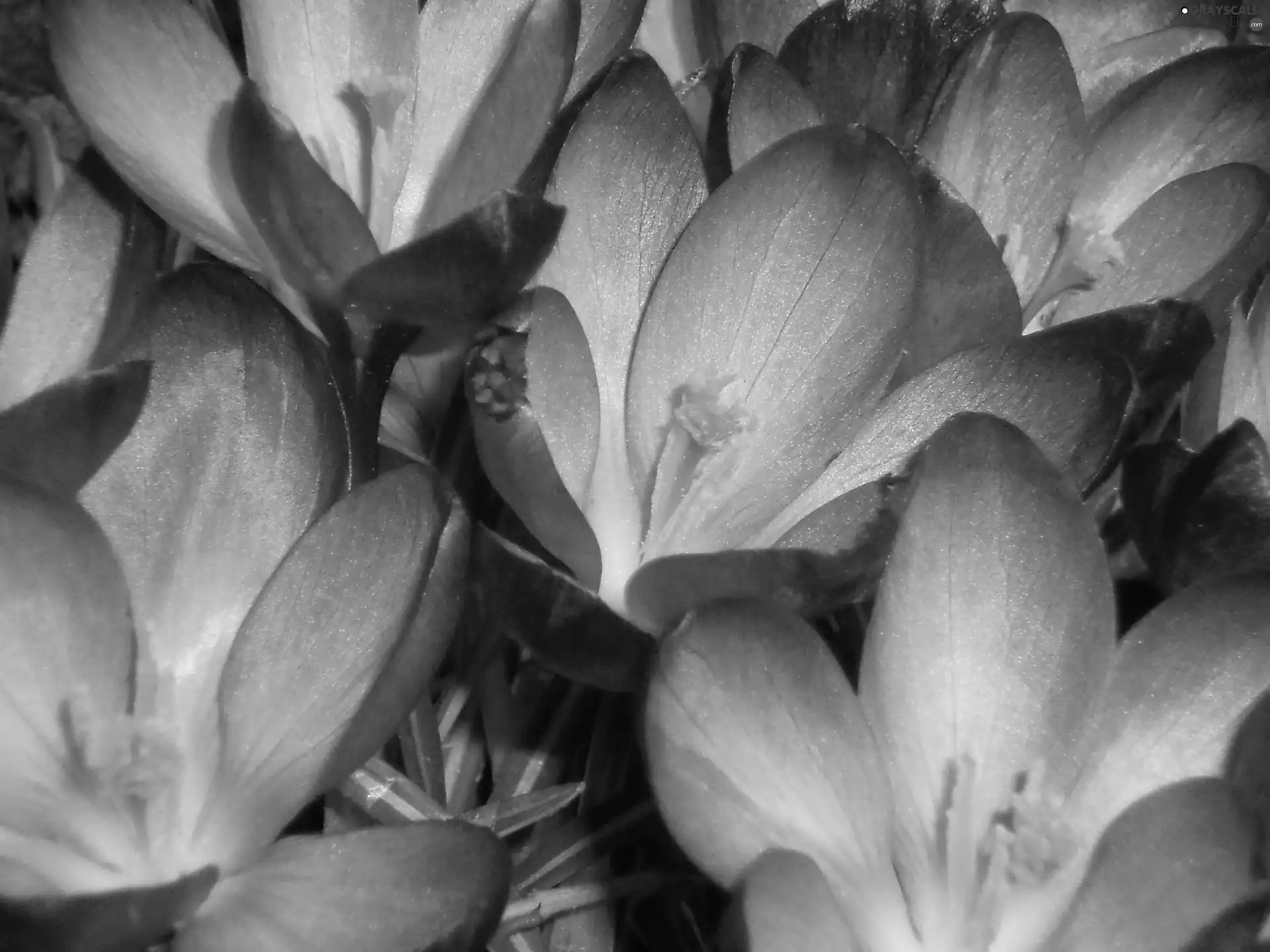 nature, crocuses, Spring, Flowers