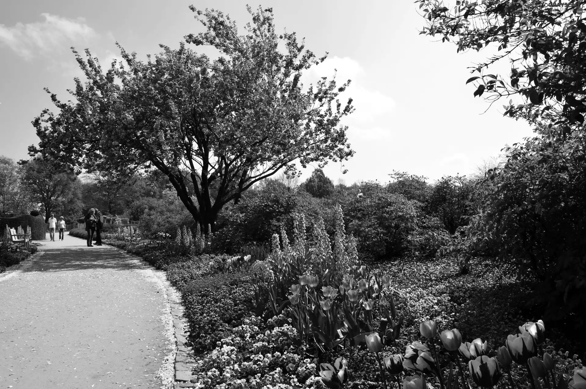 Park, Flowers, Spring, lane