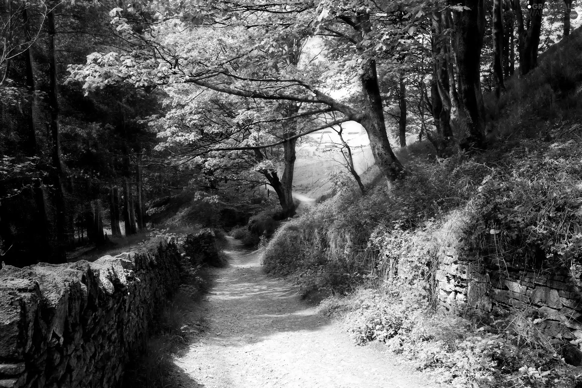 Path, forest, Spring, ledge