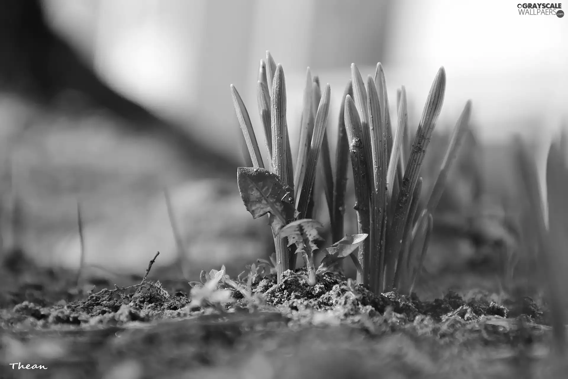 Spring, young, Plants