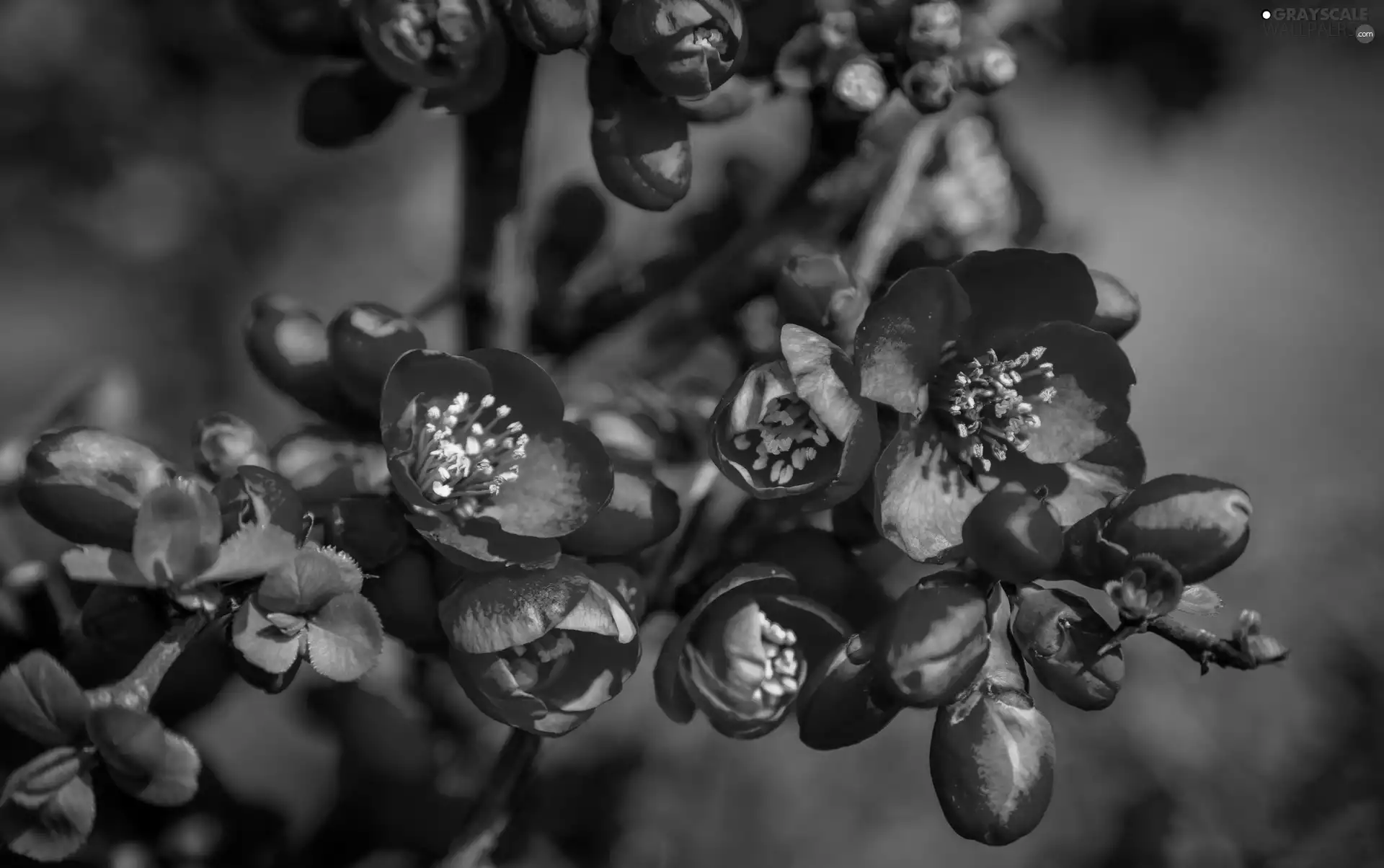 Spring, Flowers, quinces