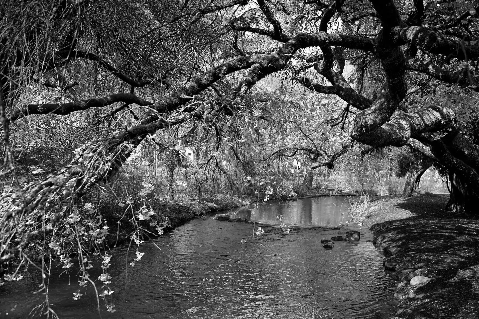 River, trees, Spring, flourishing