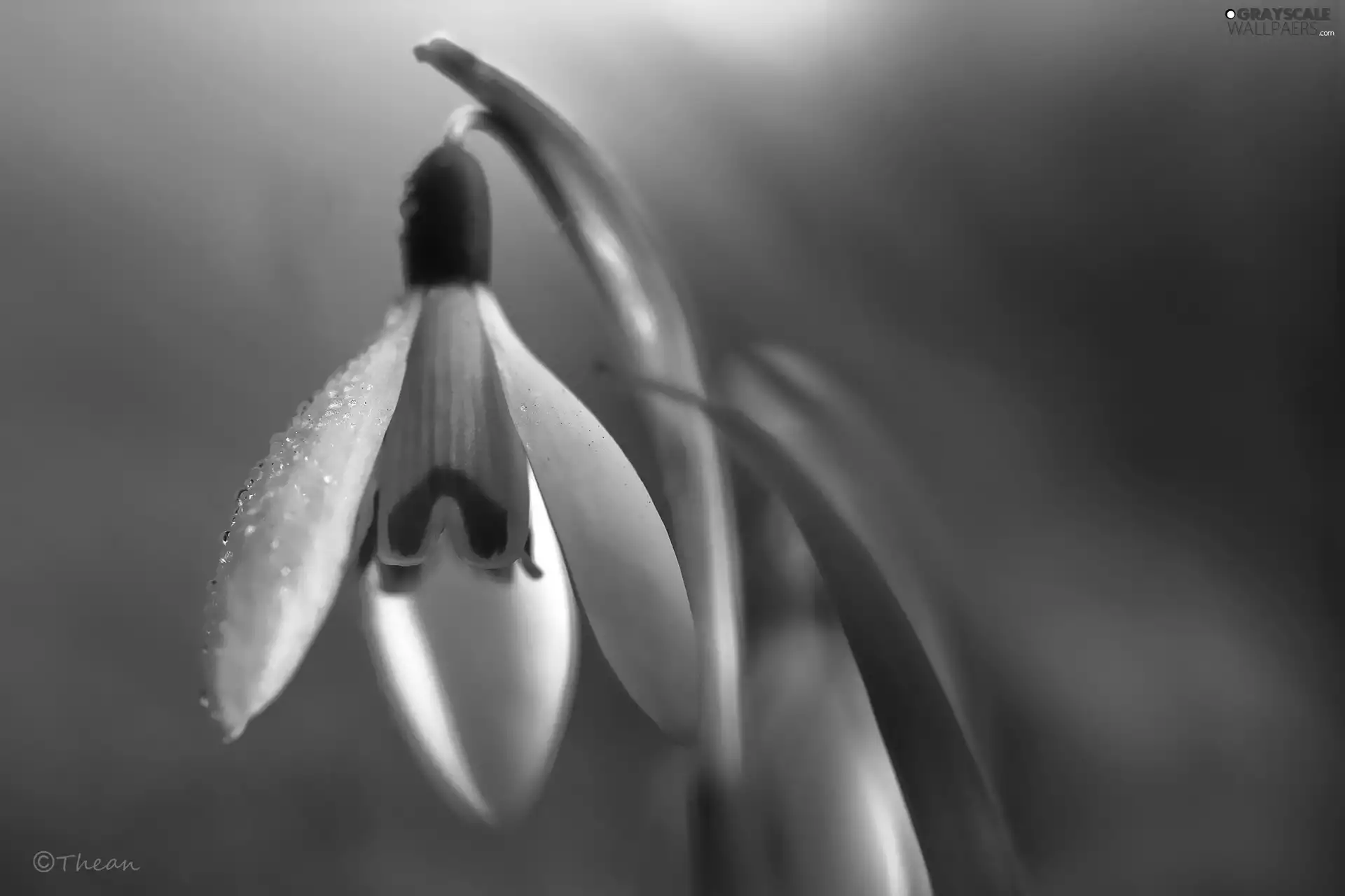 Snowdrop, Colourfull Flowers, Spring, White