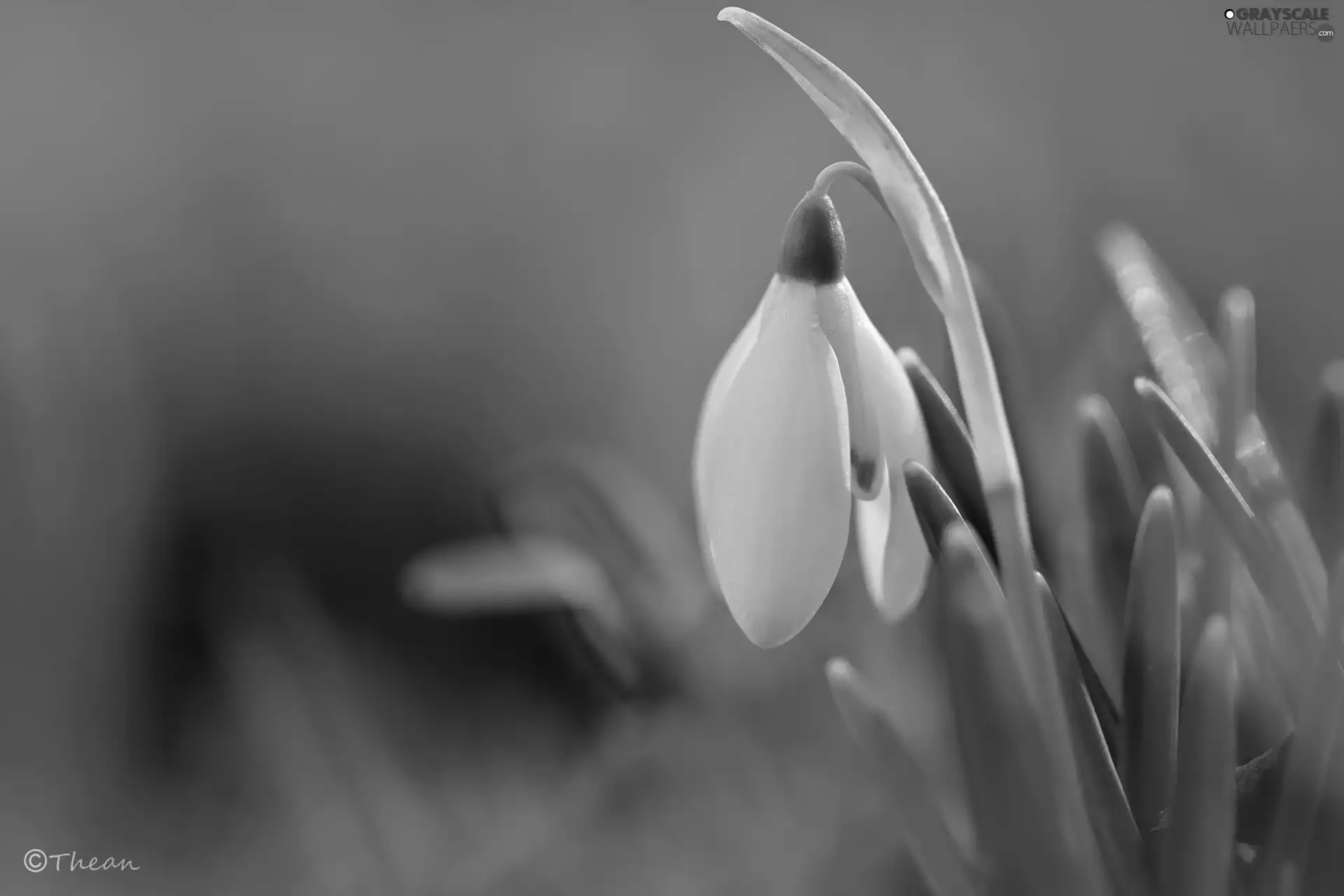 Snowdrop, Colourfull Flowers, Spring, White