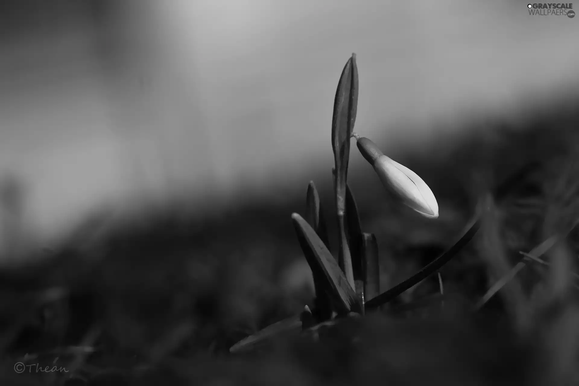 Snowdrop, Colourfull Flowers, Spring, White