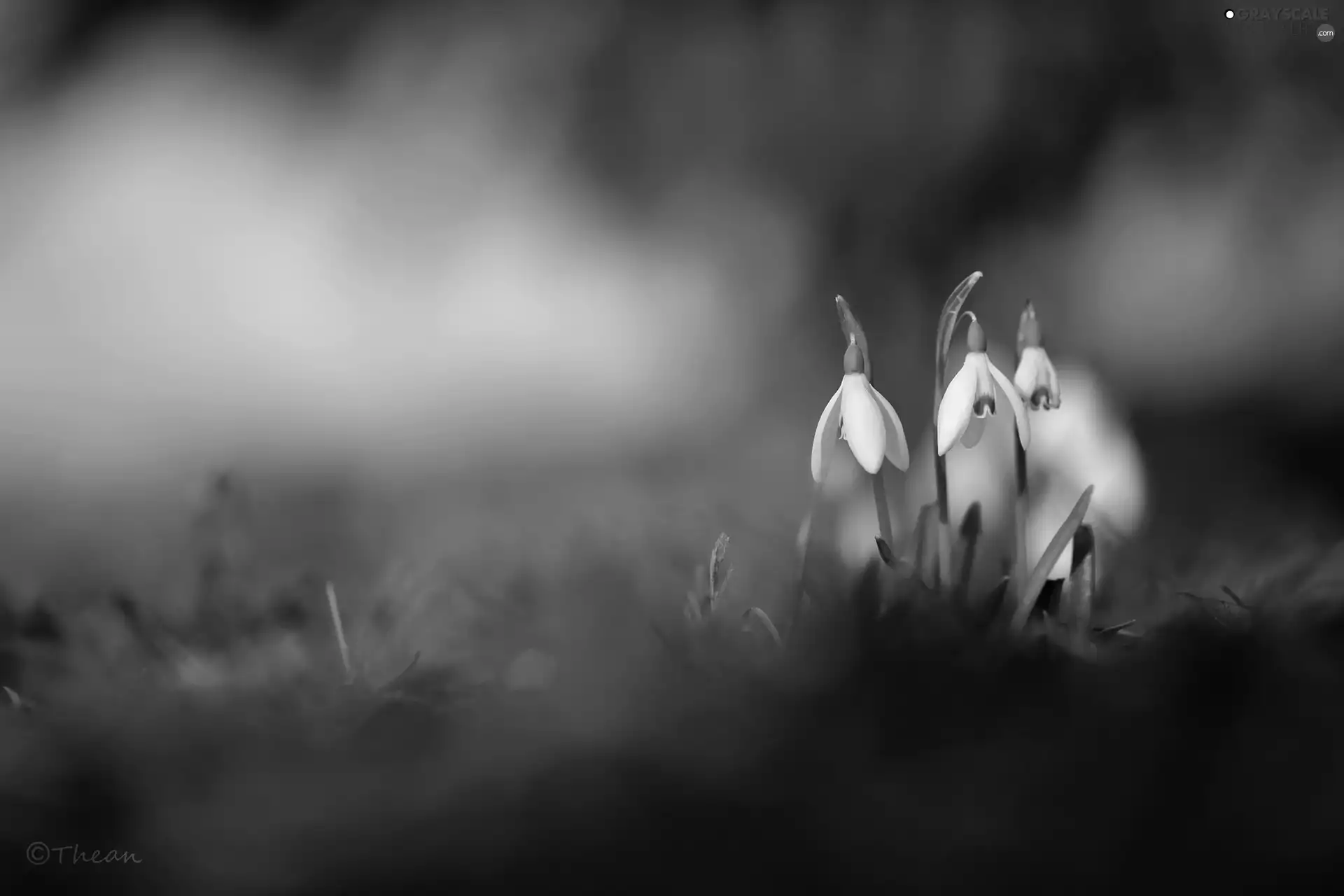 snowdrops, Flowers, Spring, White