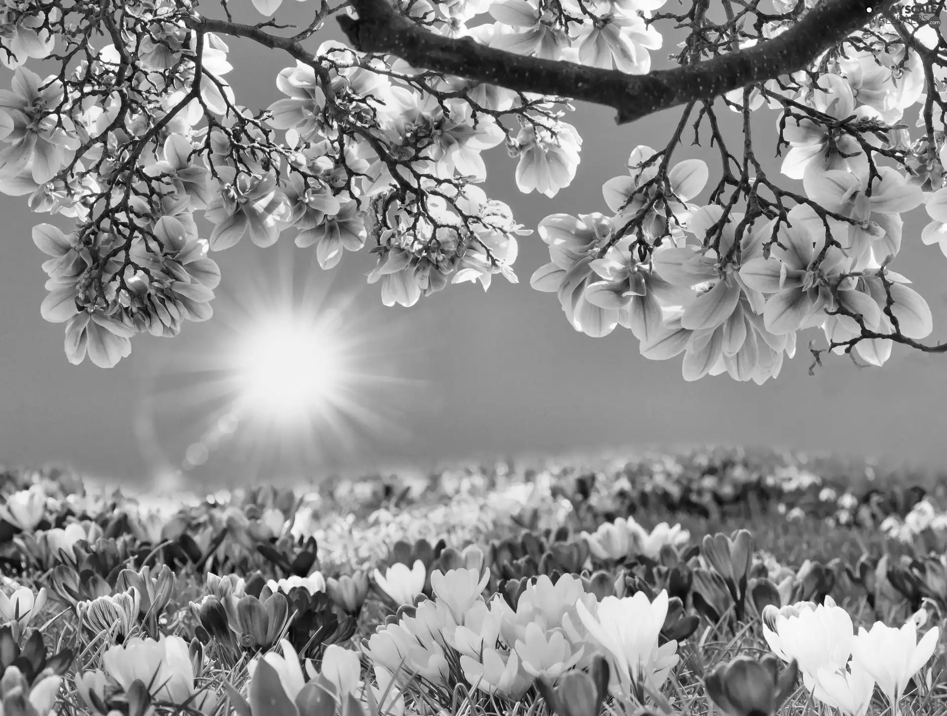 Spring, sun, Spring, Flowers