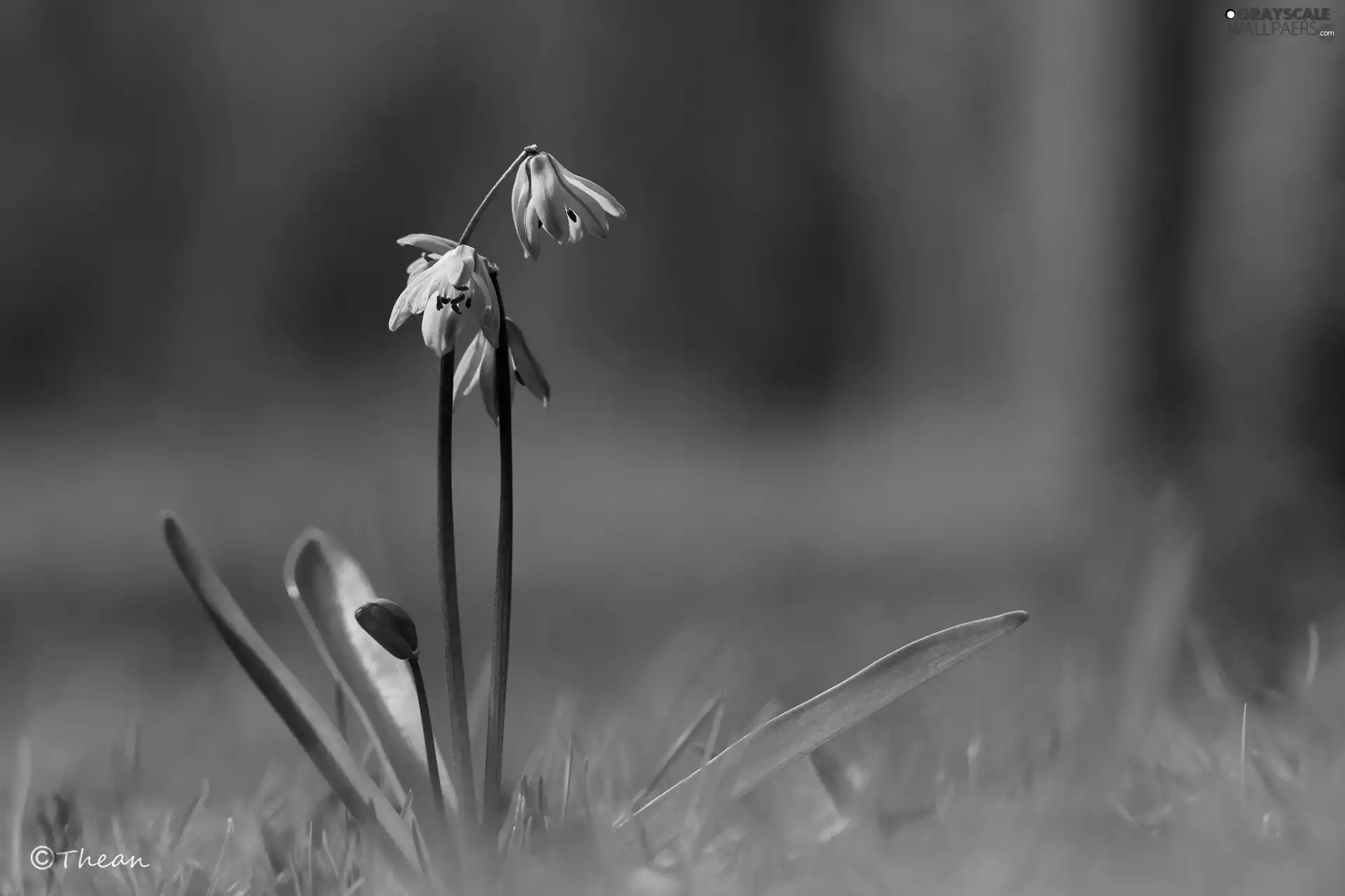 Siberian squill, Flowers, Spring, Blue