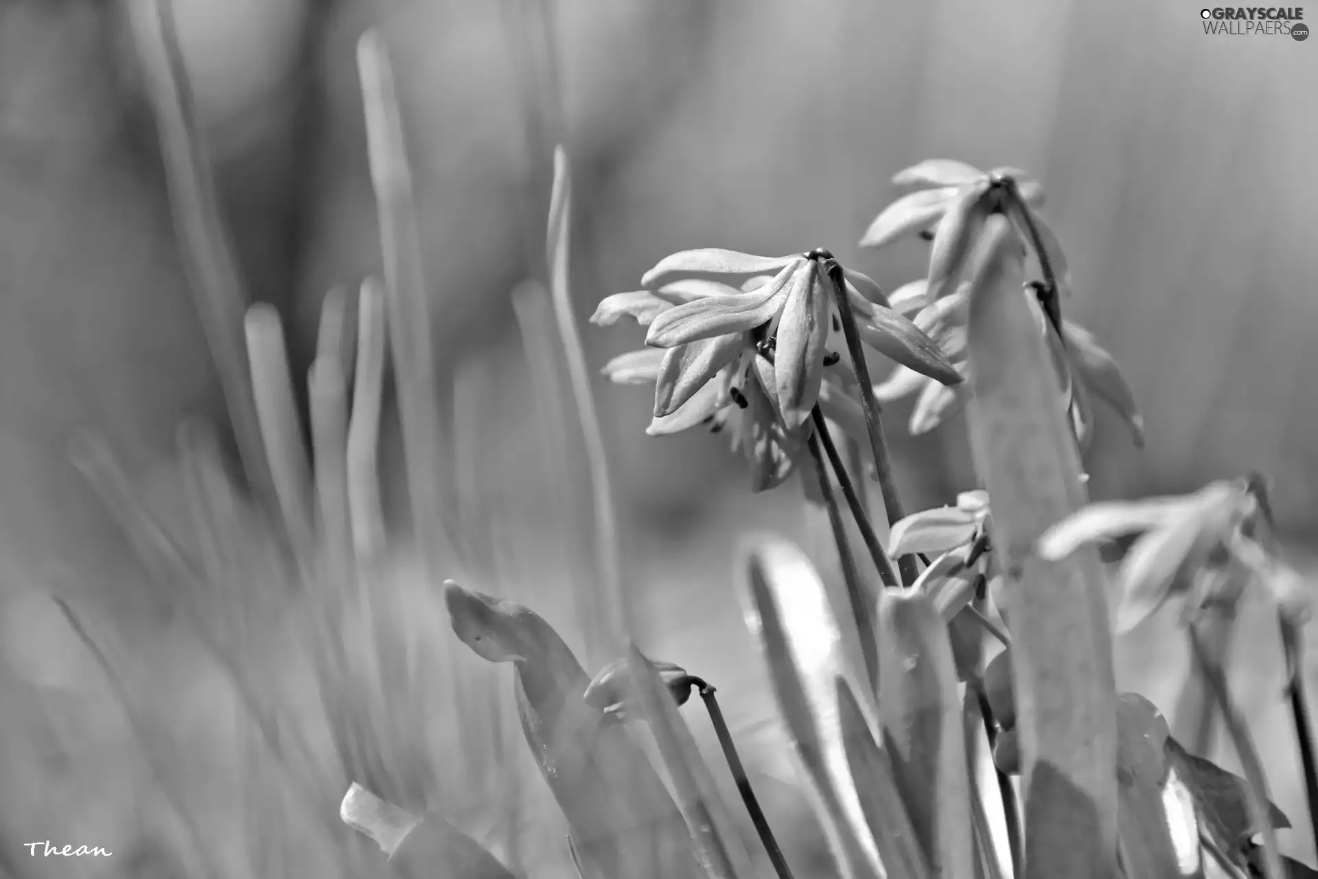 Siberian squill, Flowers, Spring, Blue