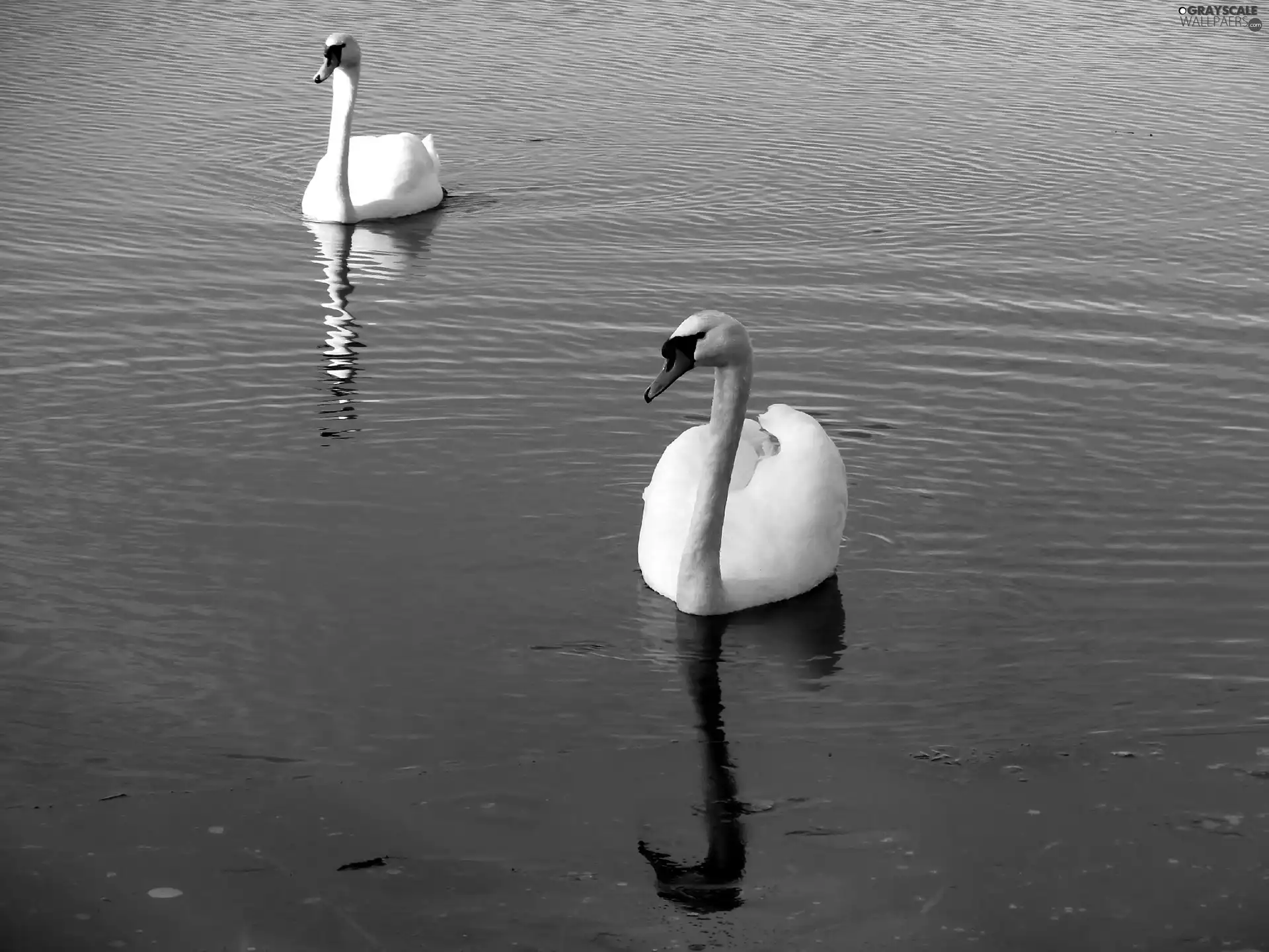 Spring, lake, Swan