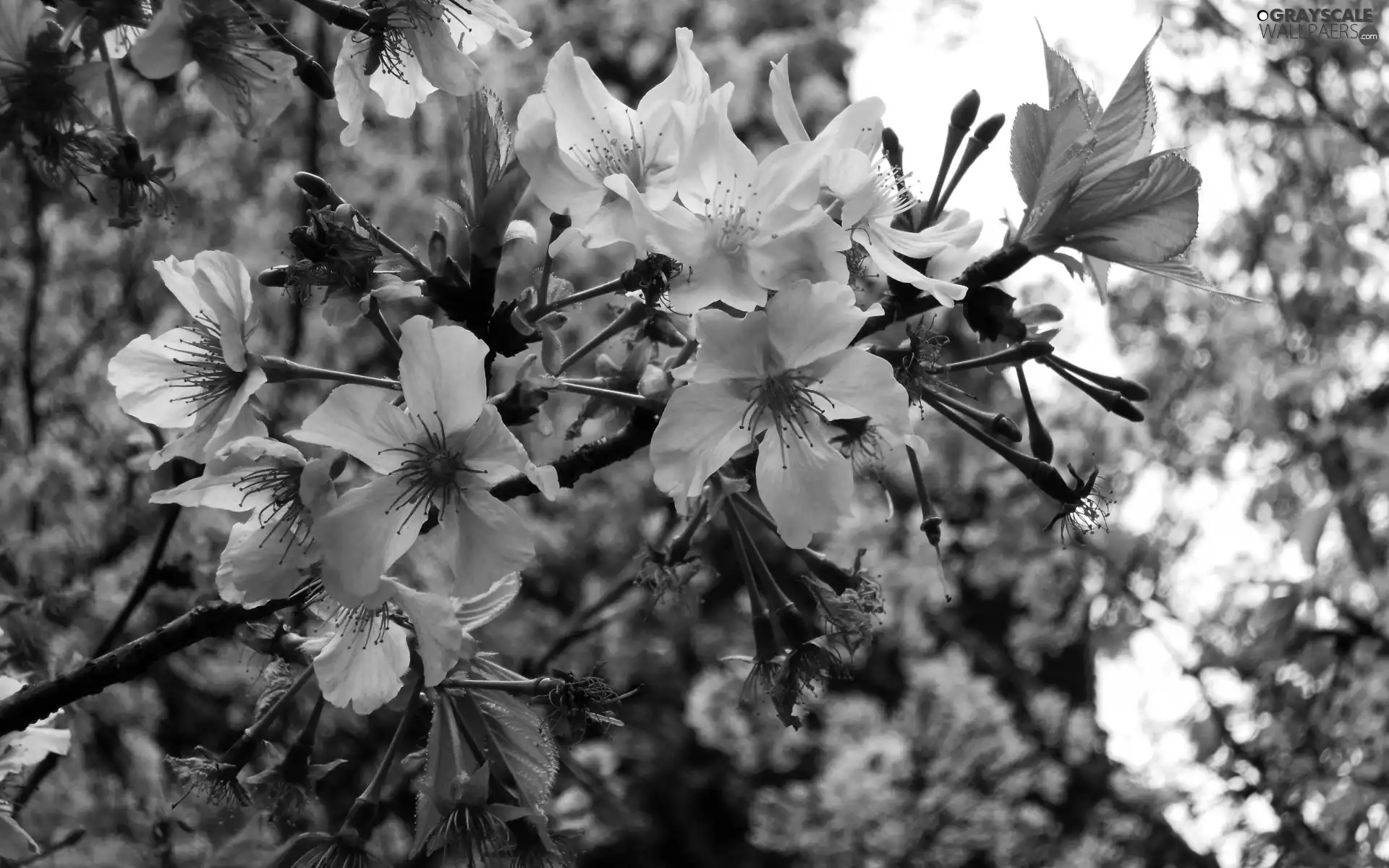 Spring, flourishing, trees