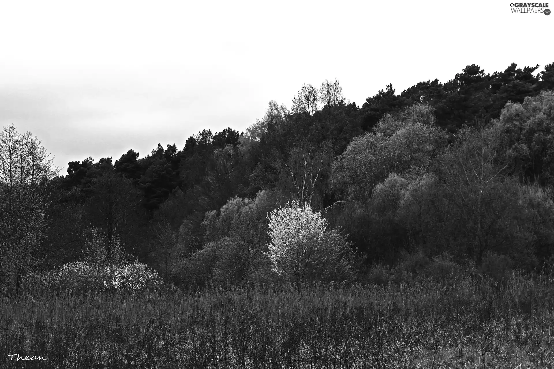 trees, grass, Spring, viewes