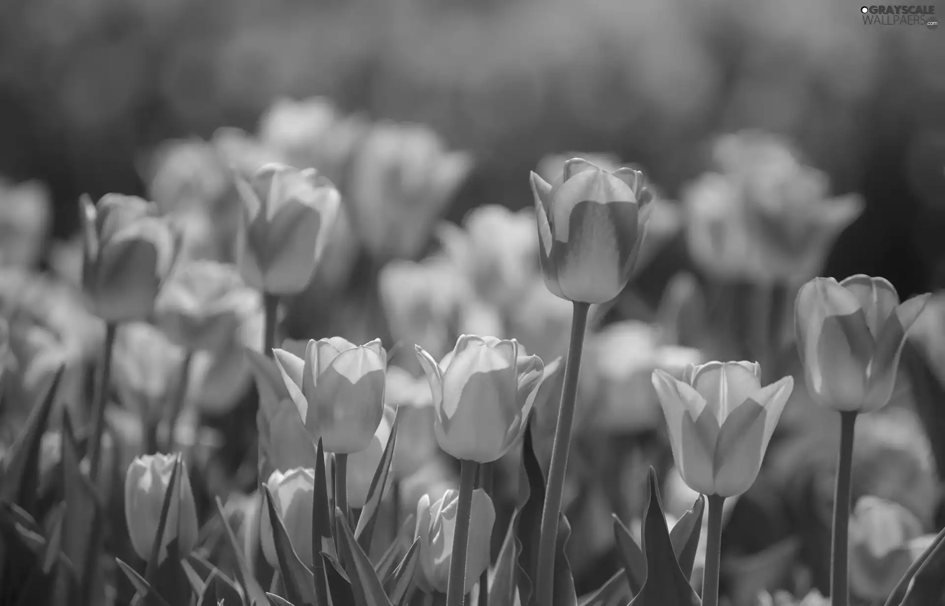 Spring, Flowers, Tulips