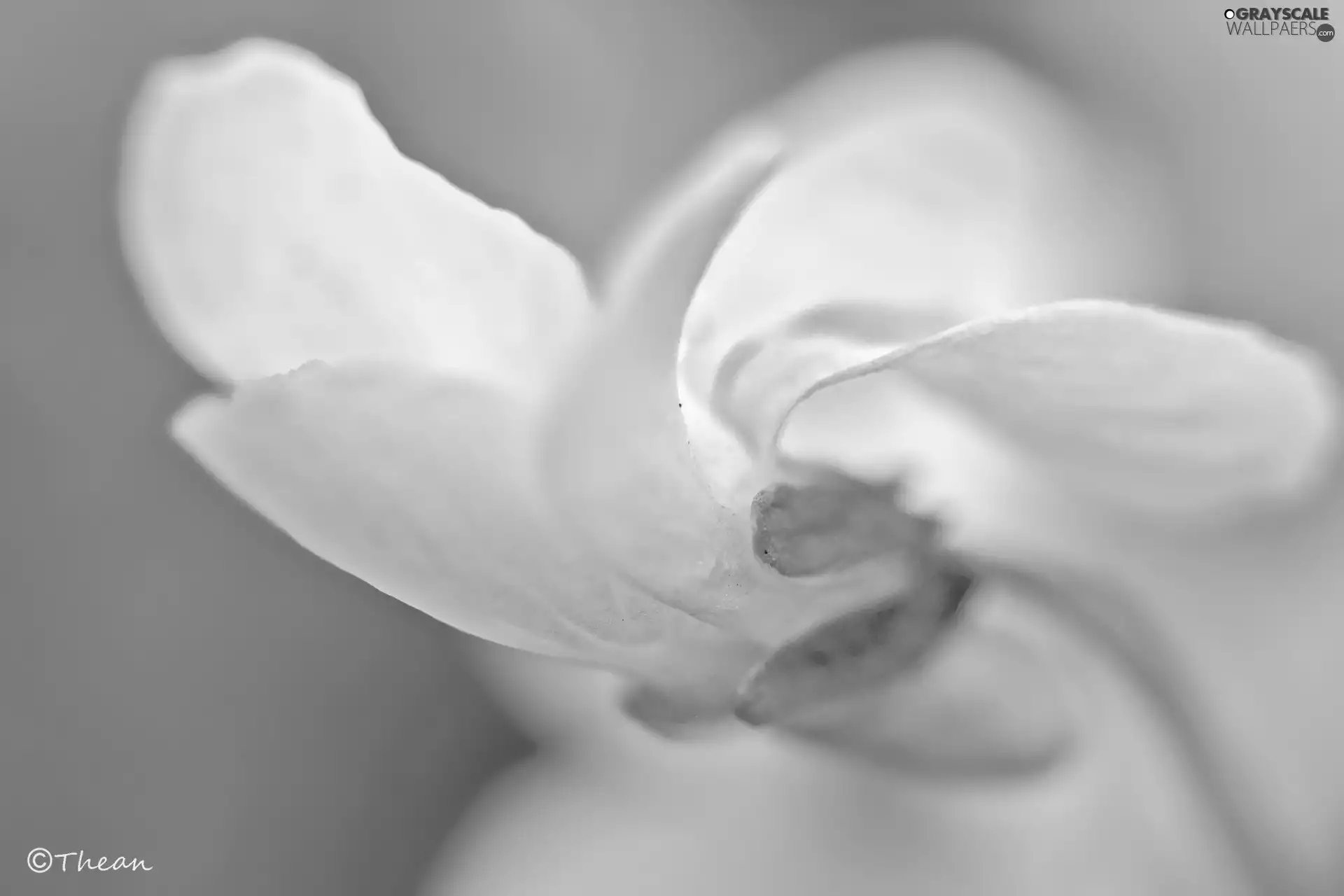 White, Colourfull Flowers, Spring, Viola odorata