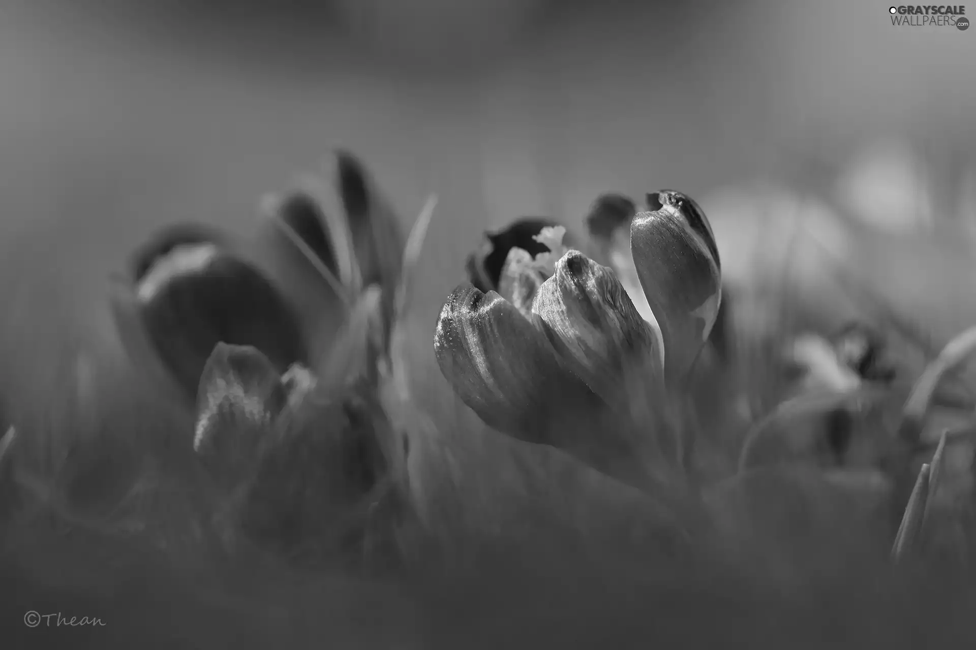 Violet, Colourfull Flowers, Spring, crocus