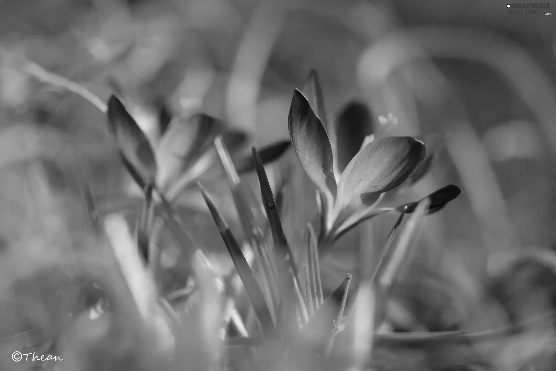 Violet, Colourfull Flowers, Spring, crocus