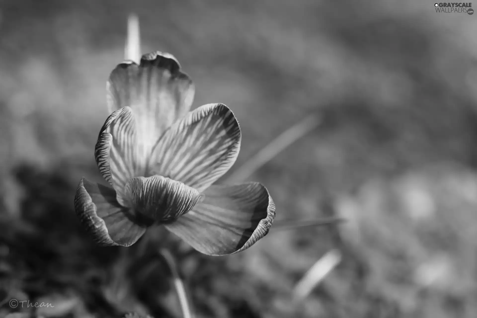 Violet, Colourfull Flowers, Spring, crocus