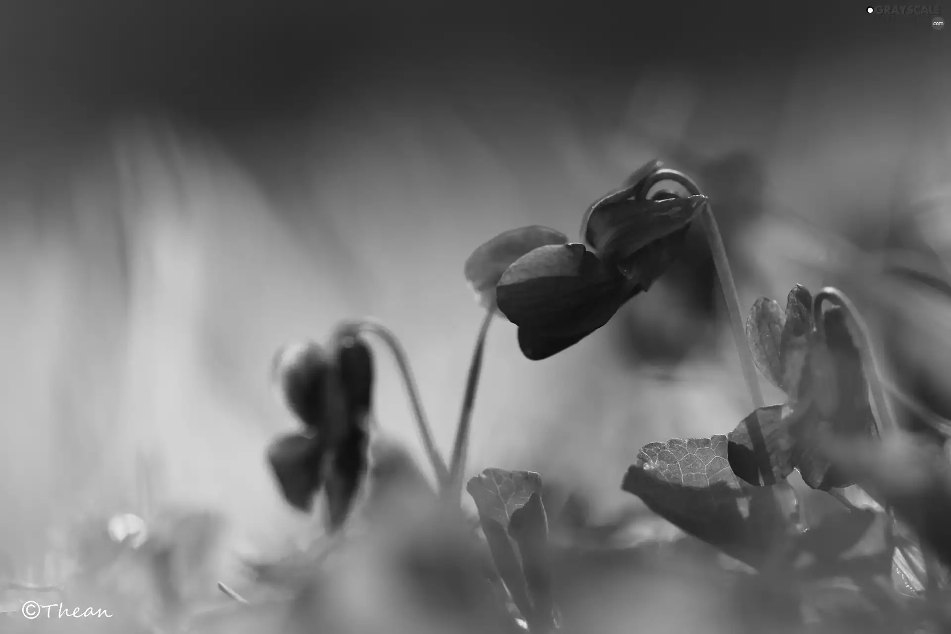 fragrant violets, Flowers, Spring, purple