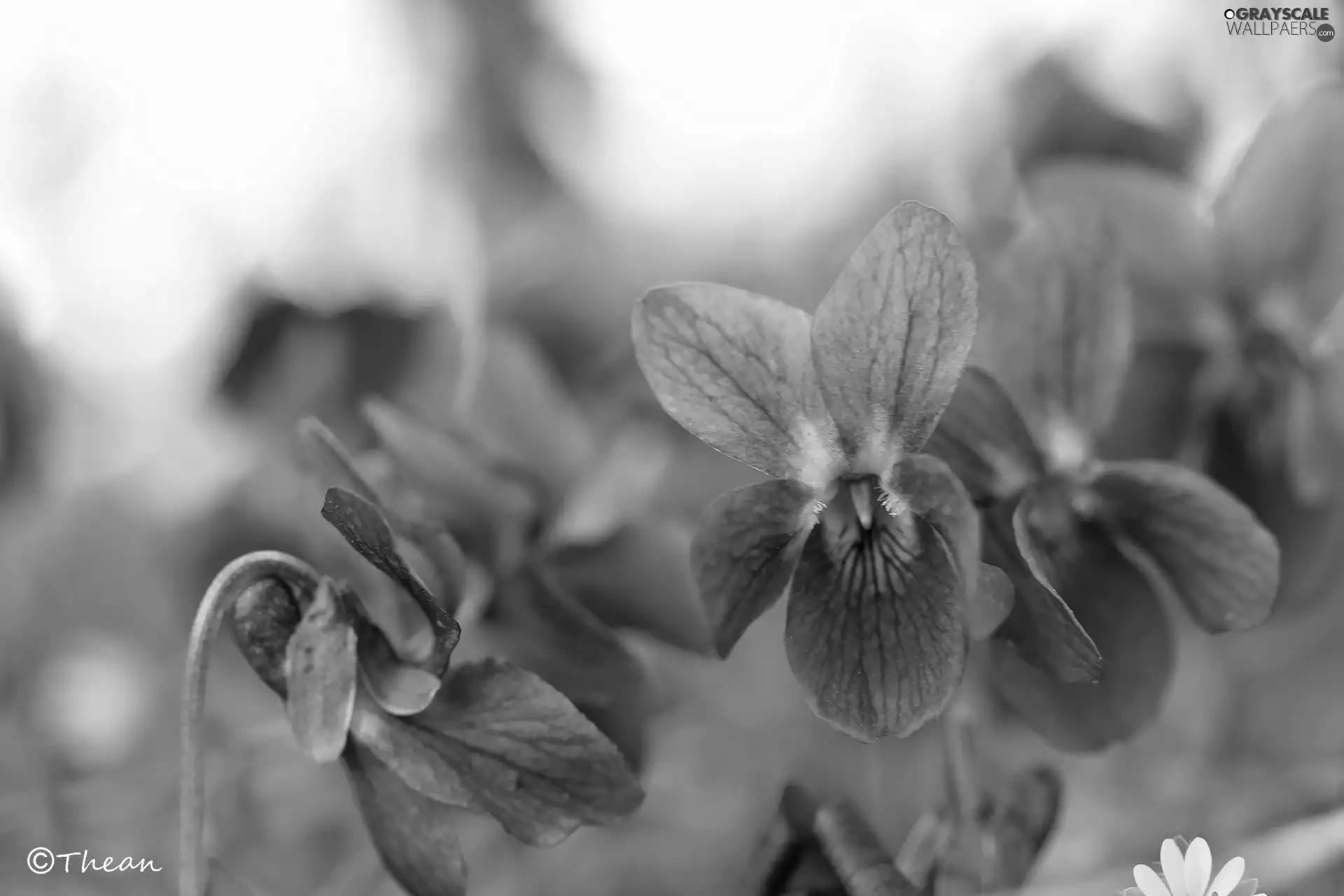 fragrant violets, Flowers, Spring, purple