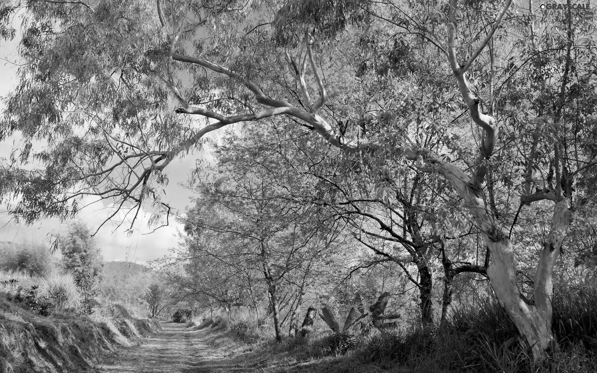 viewes, Flourished, Way, Spring, branch pics, trees