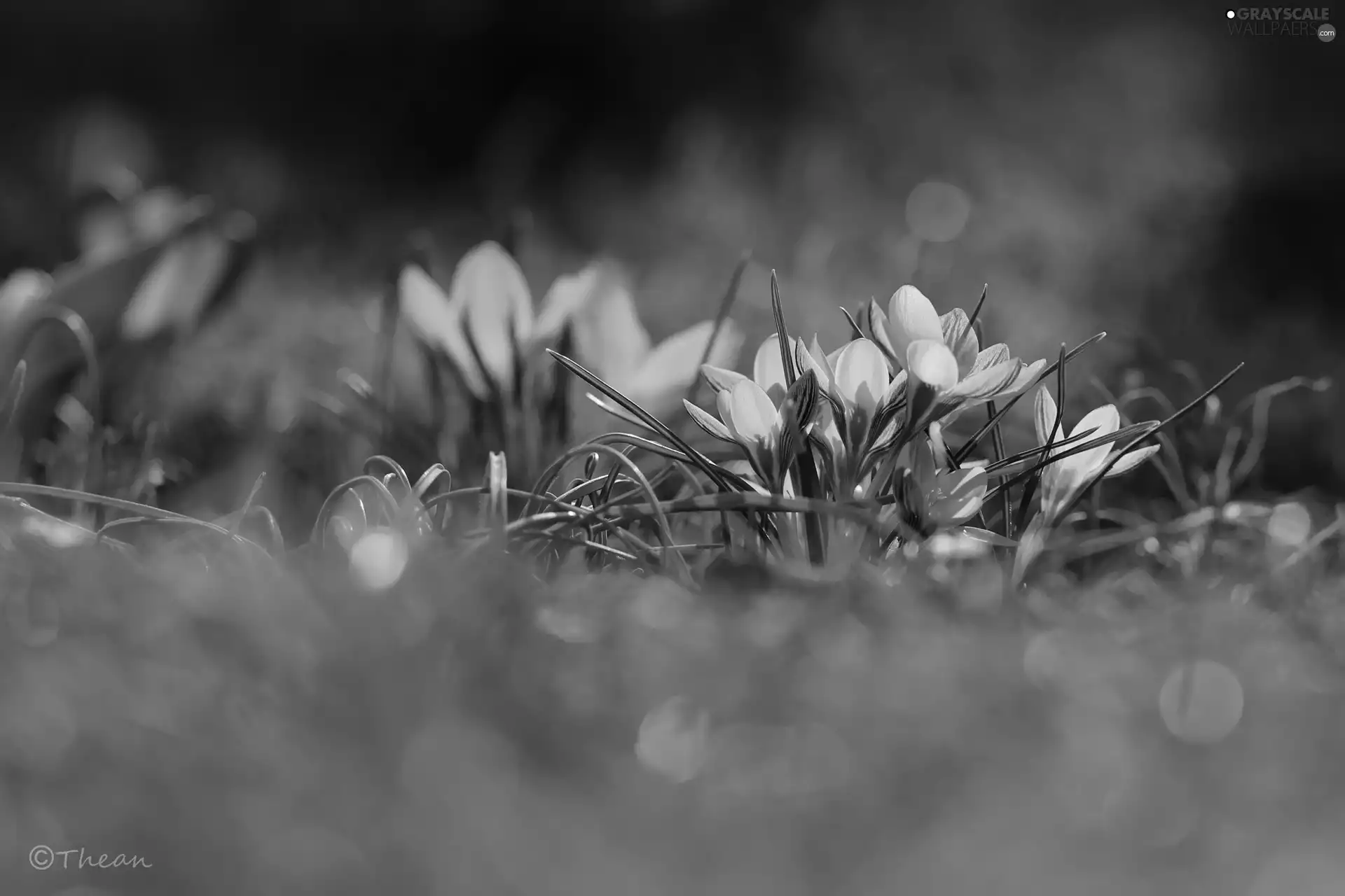 Yellow, Flowers, Spring, crocuses
