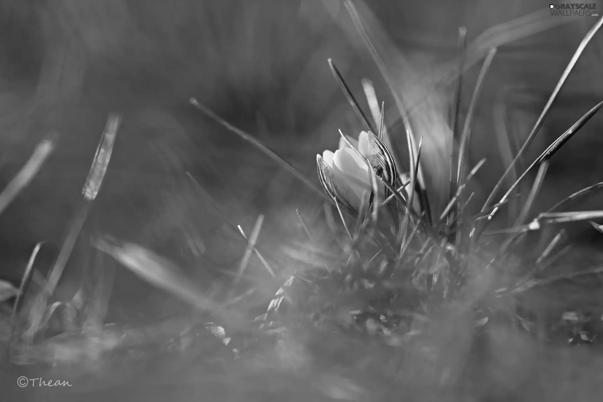 Yellow, Flowers, Spring, crocuses