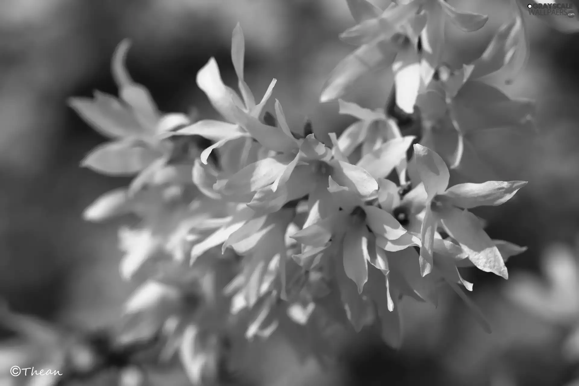 Yellow, forsythia, Spring, Flowers