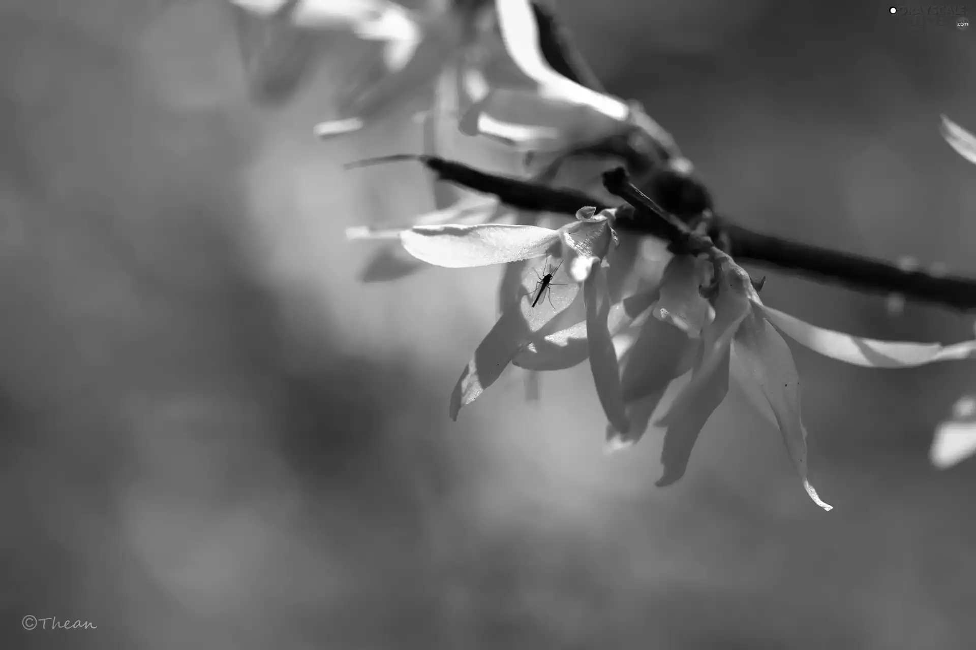 Yellow, forsythia, Spring, Flowers