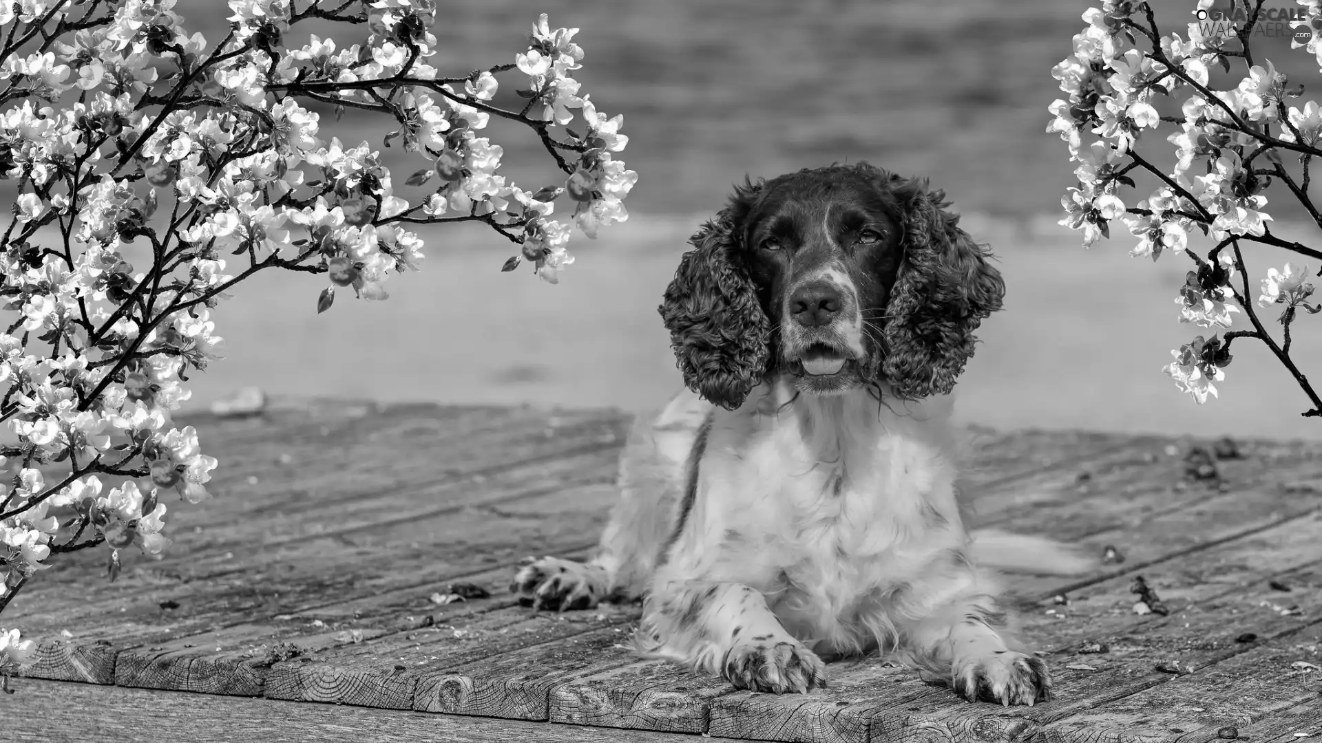 Flourished, Twigs, English Springer Spaniel, boarding, dog