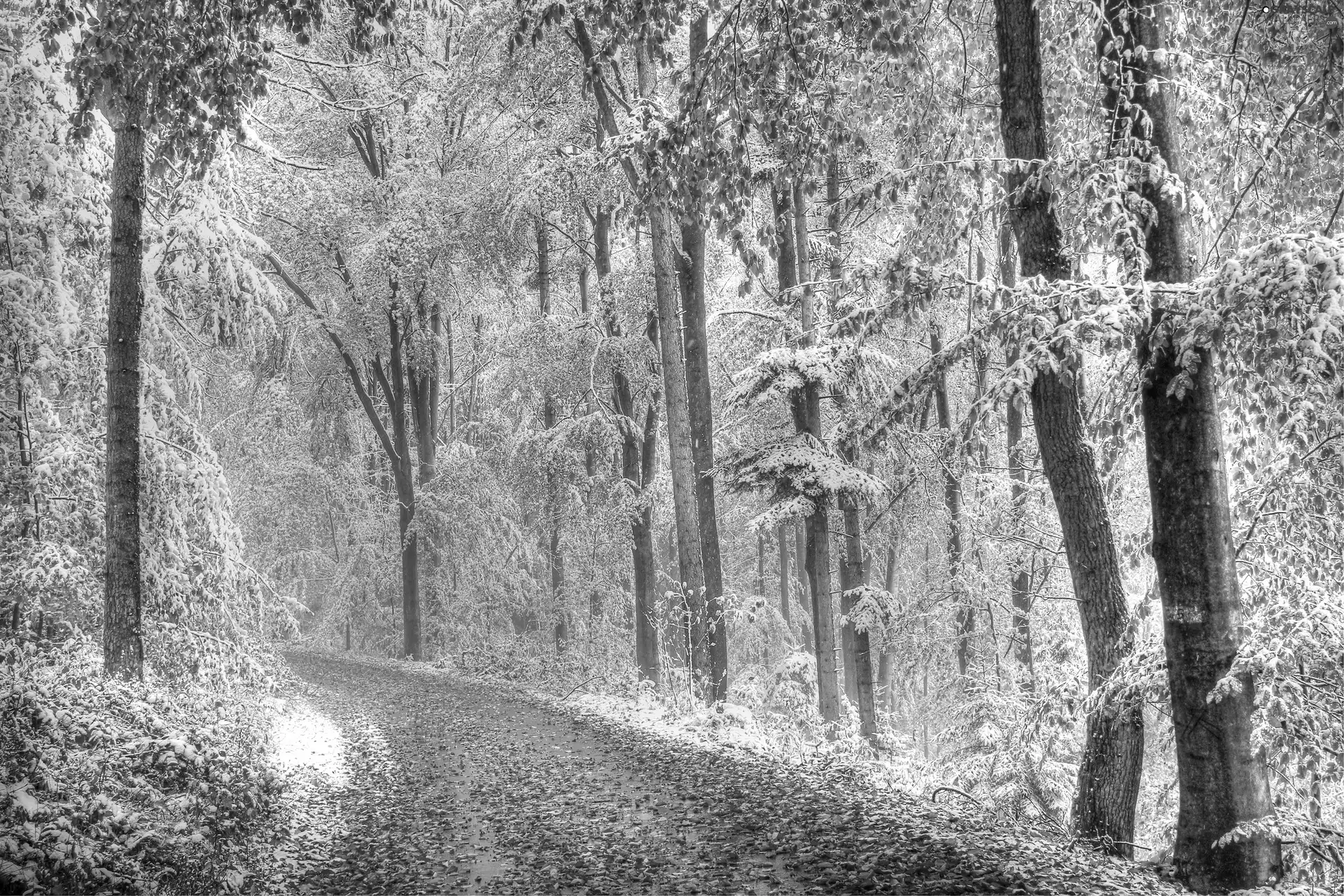 sprinkle, snow, Way, Leaf, forest