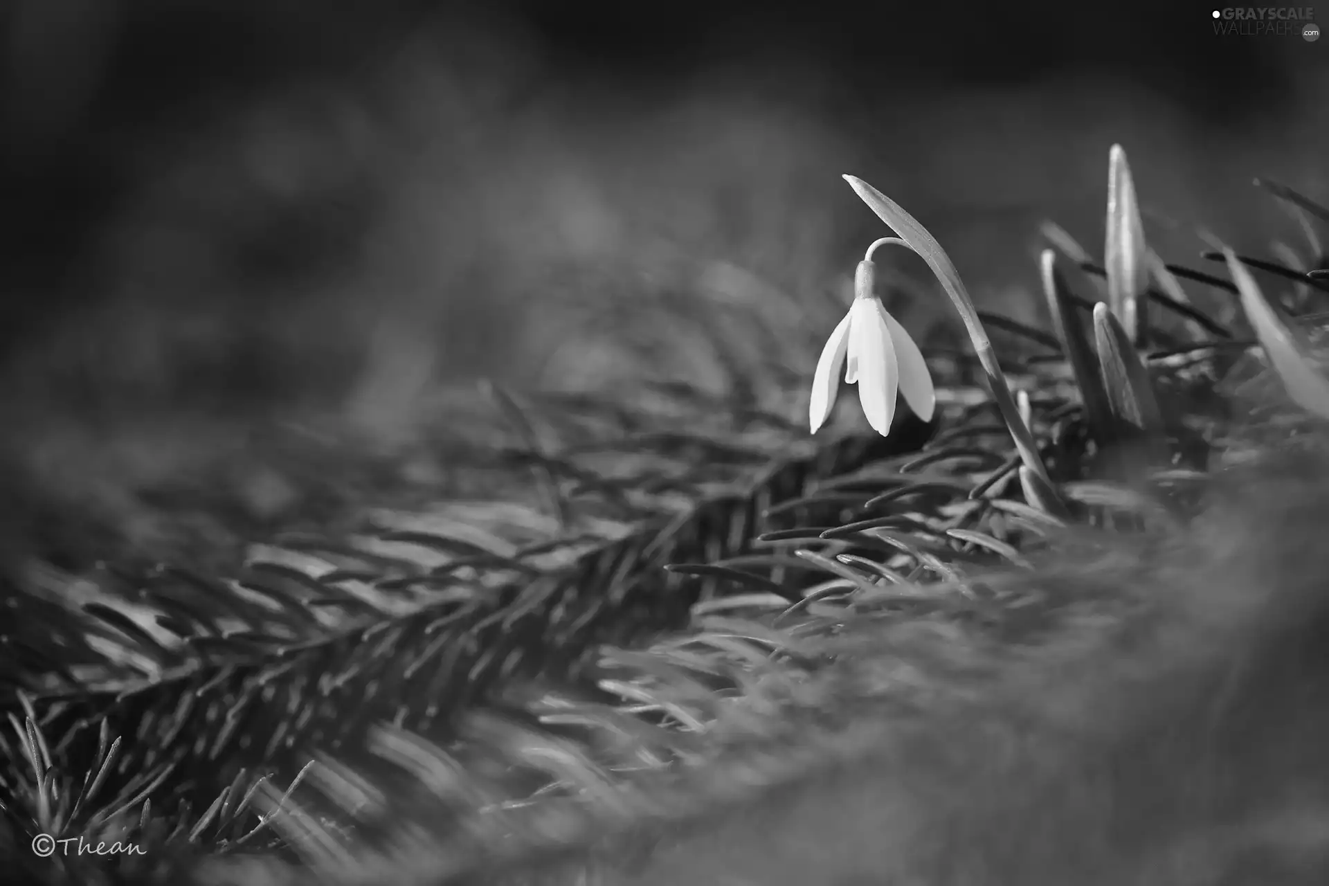 Snowdrop, Colourfull Flowers, spruce, White