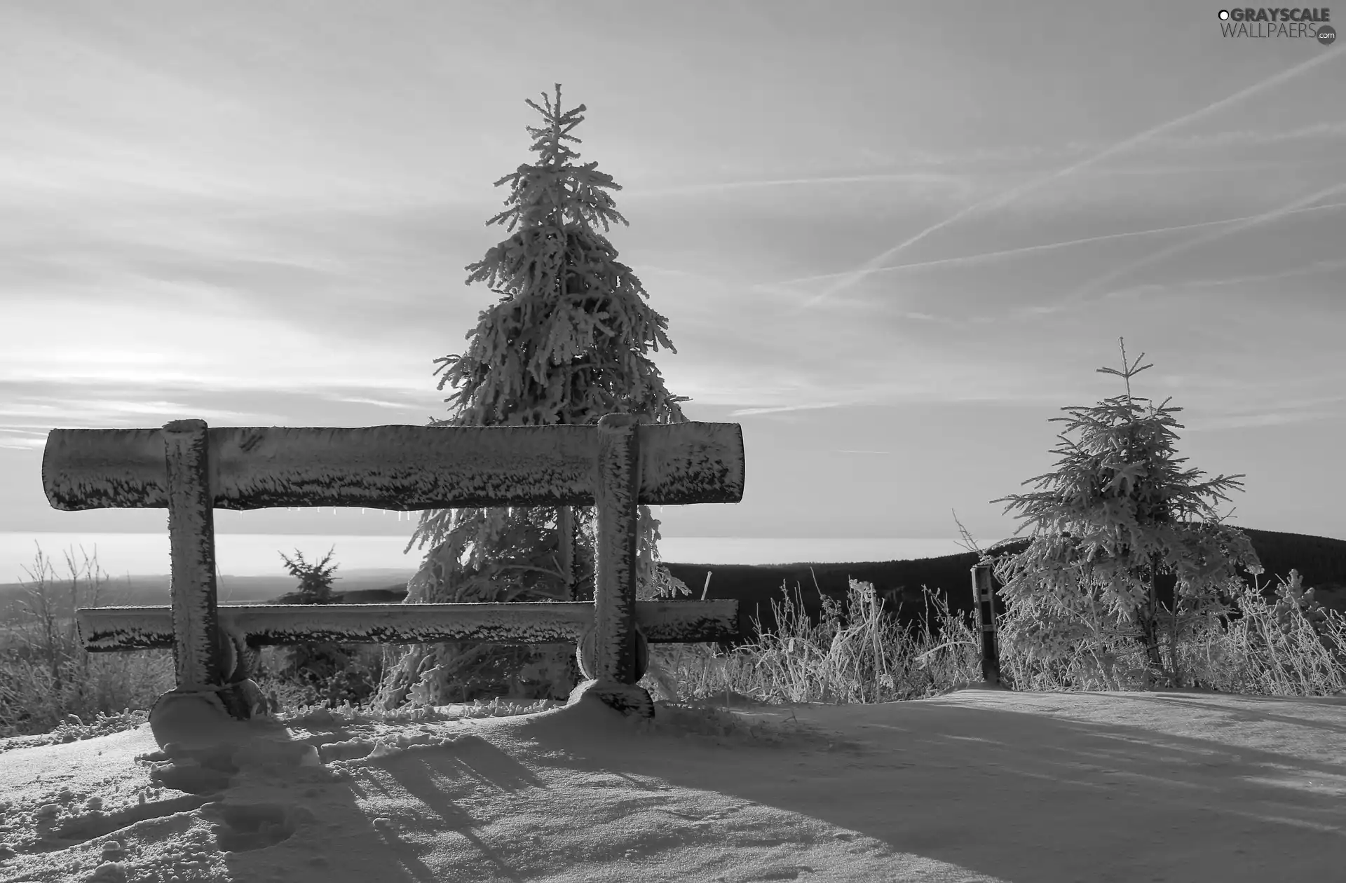 Spruces, winter, Bench