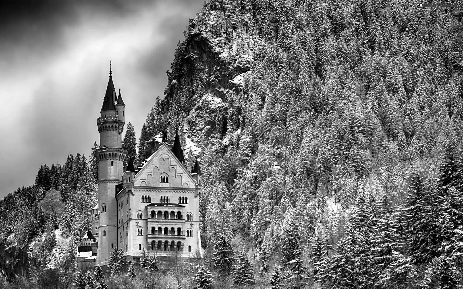 Neuschwanstein, Bavaria, Snowy, Castle, Germany, winter, Spruces