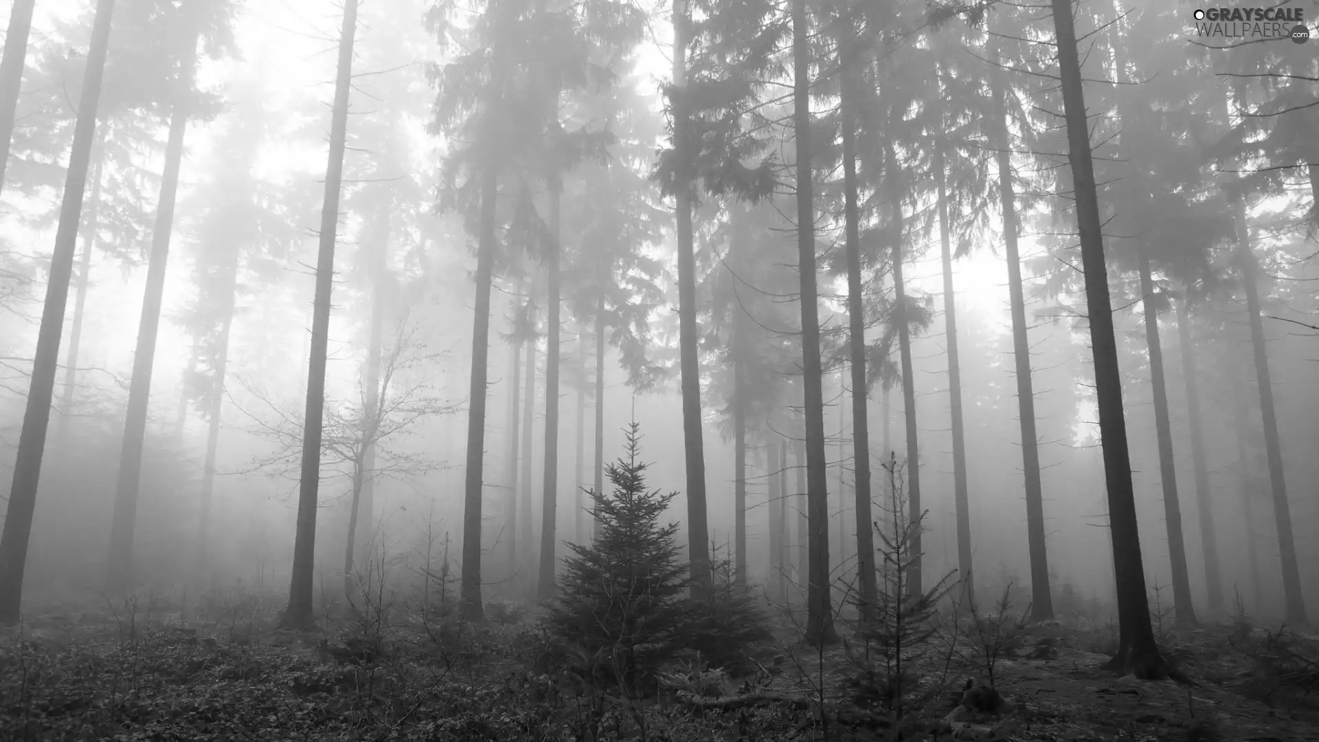 Spruces, forest, Fog