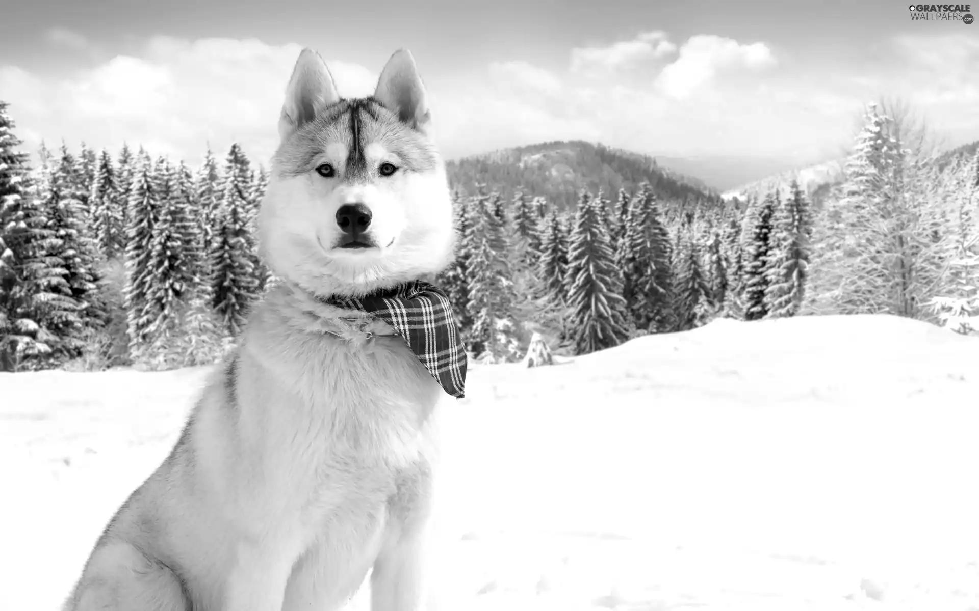 Husky, snow, Spruces, scarf