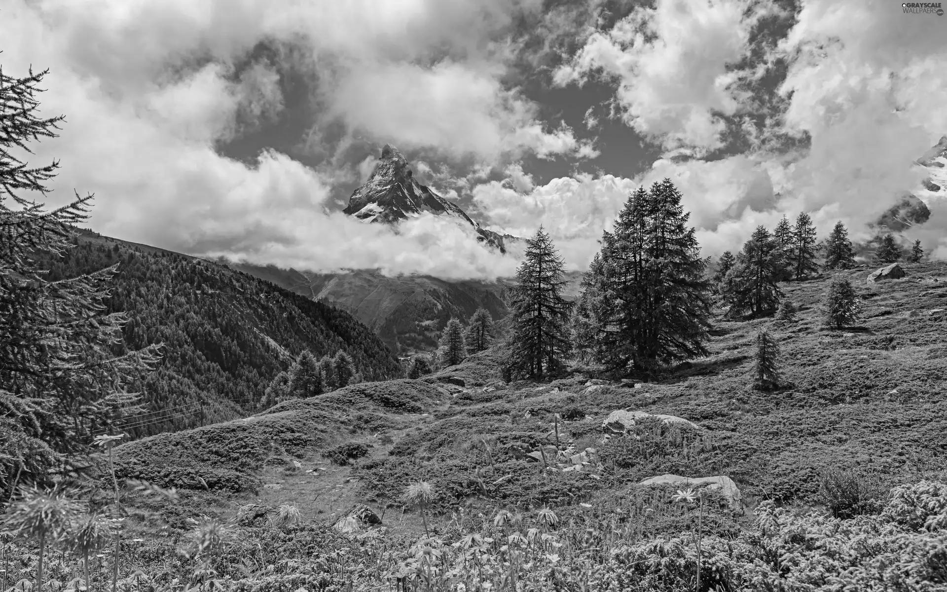 trees, mount, Meadow, Spruces, Mountains, viewes, clouds