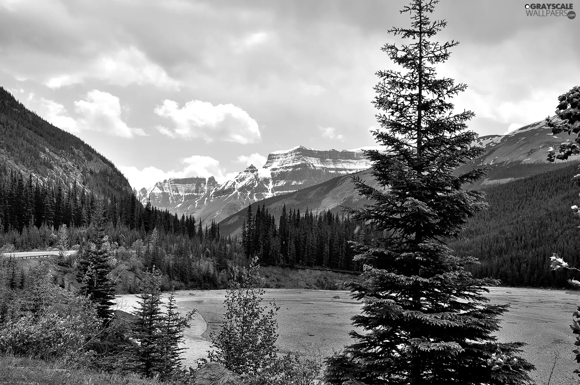 Spruces, lake, Mountains