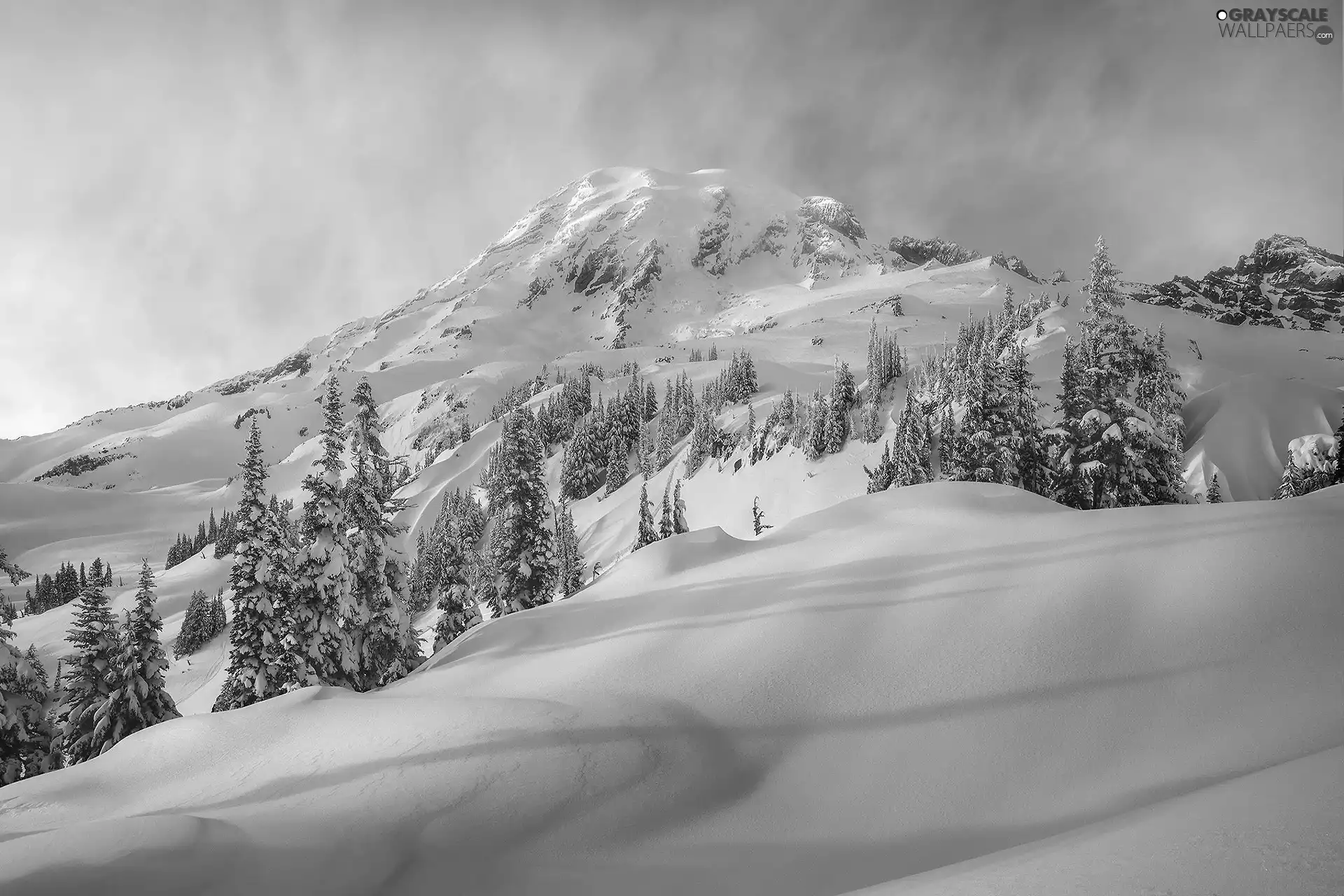 Spruces, winter, Mountains