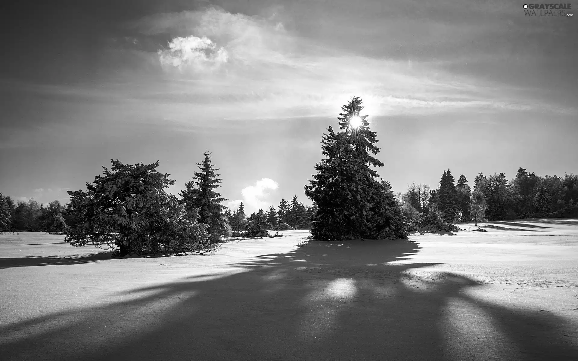 light breaking through sky, winter, Spruces