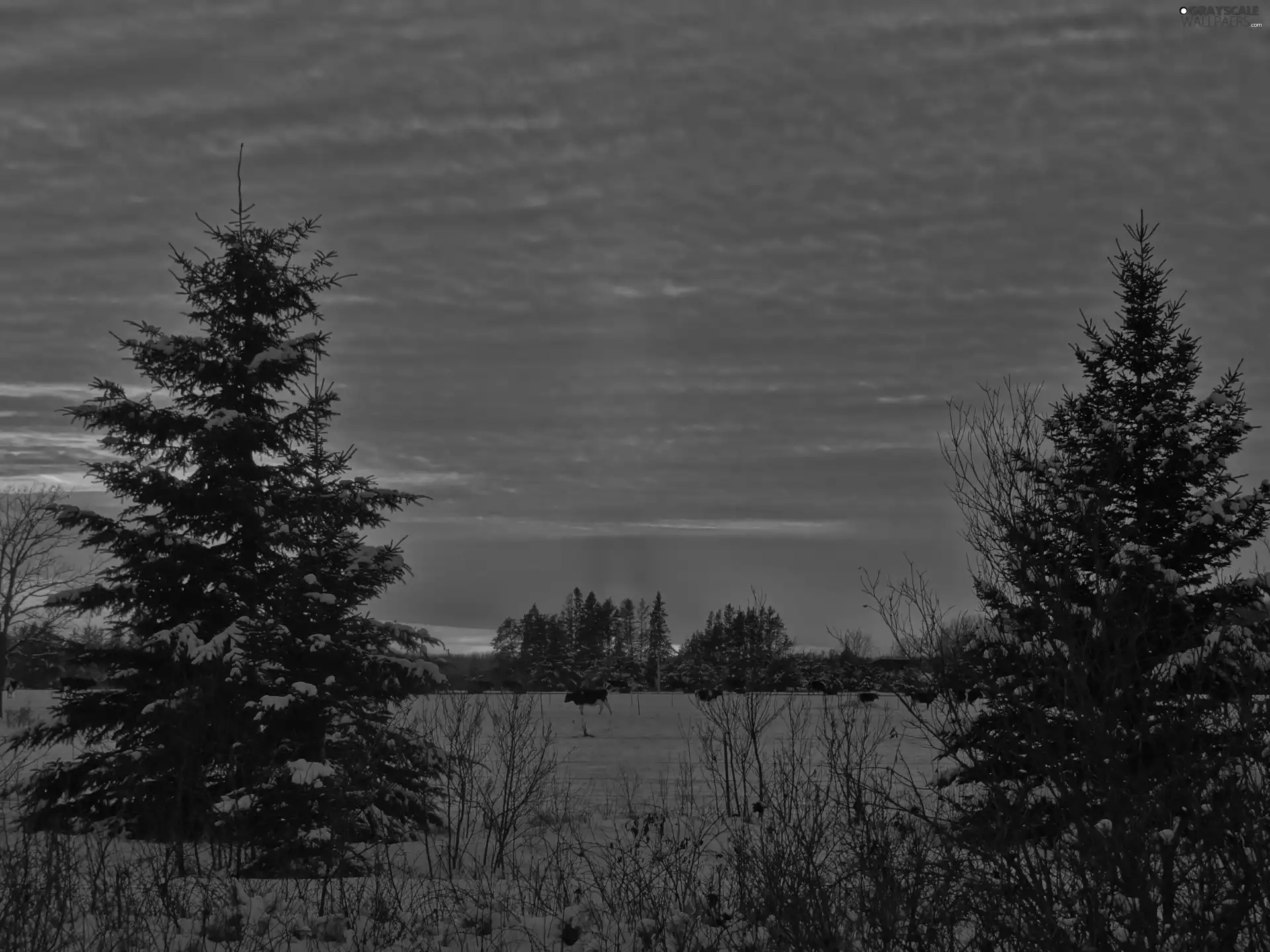 Spruces, snow, west, sun, Field