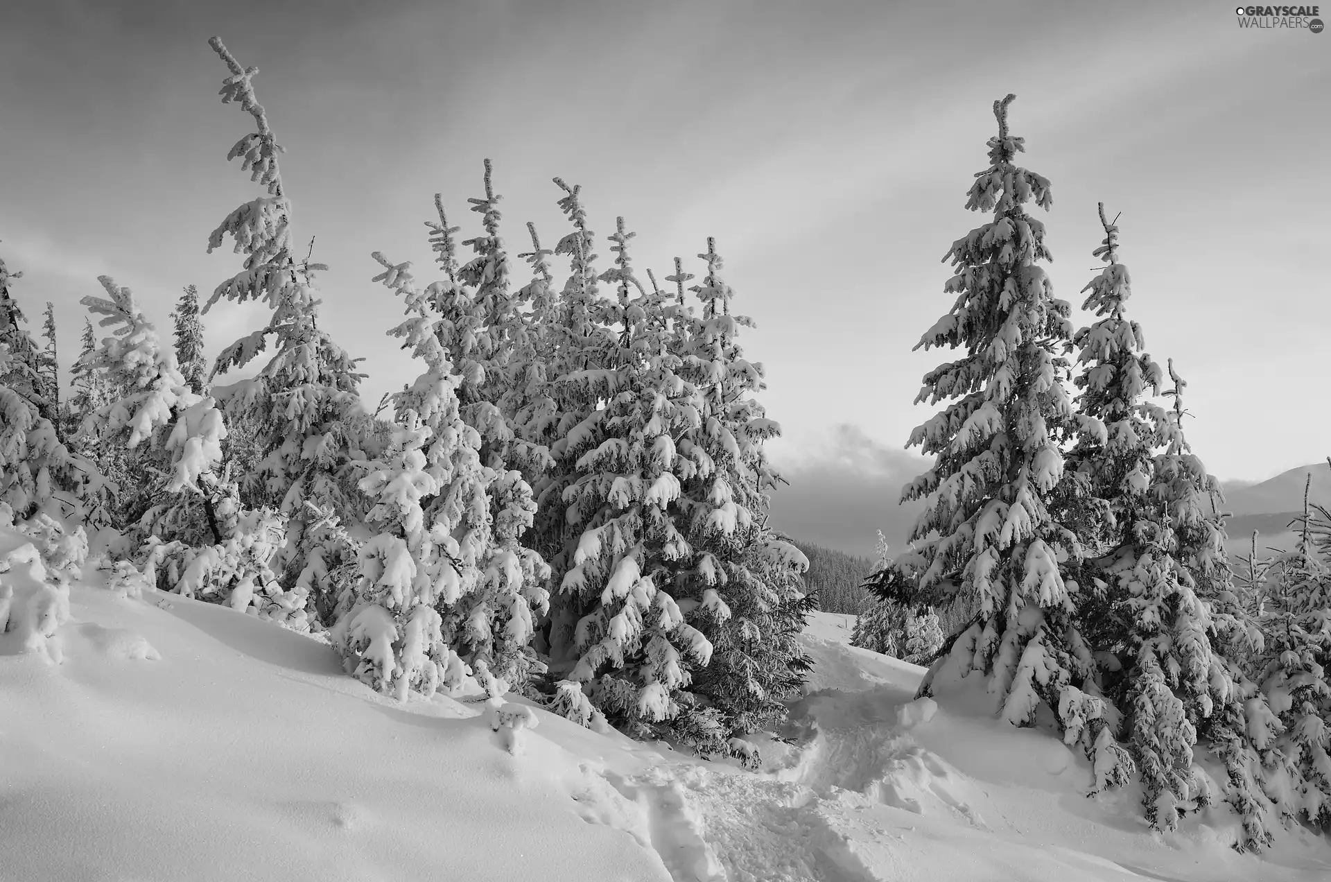 Path, forest, snow, Spruces, Mountains, Path, winter