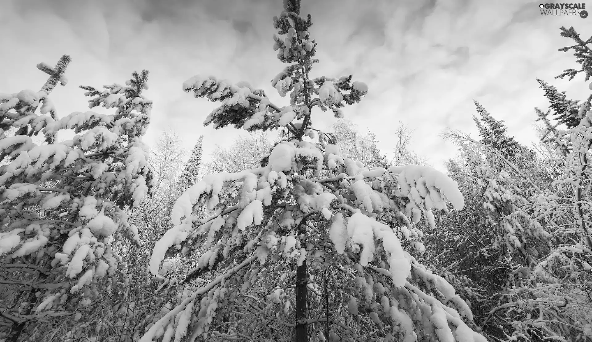 viewes, Spruces, snow, trees, winter