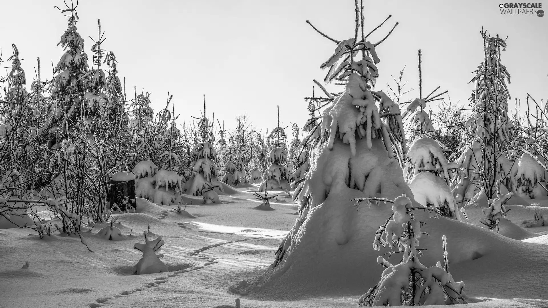 Spruces, snow, trees, viewes, winter
