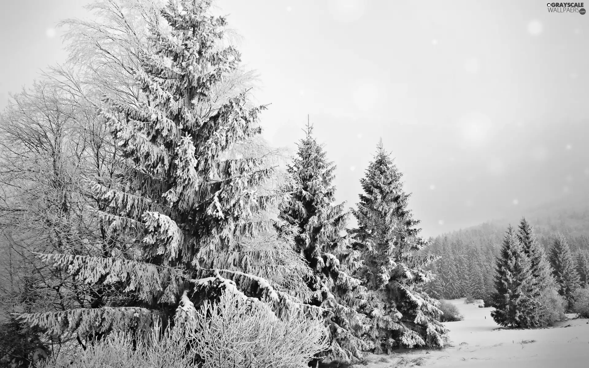 Spruces, forest, Snowy