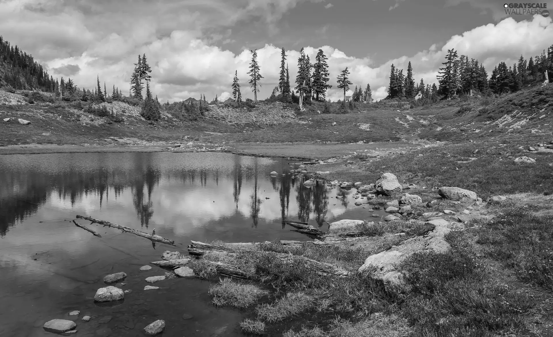 Spruces, lake, Stones