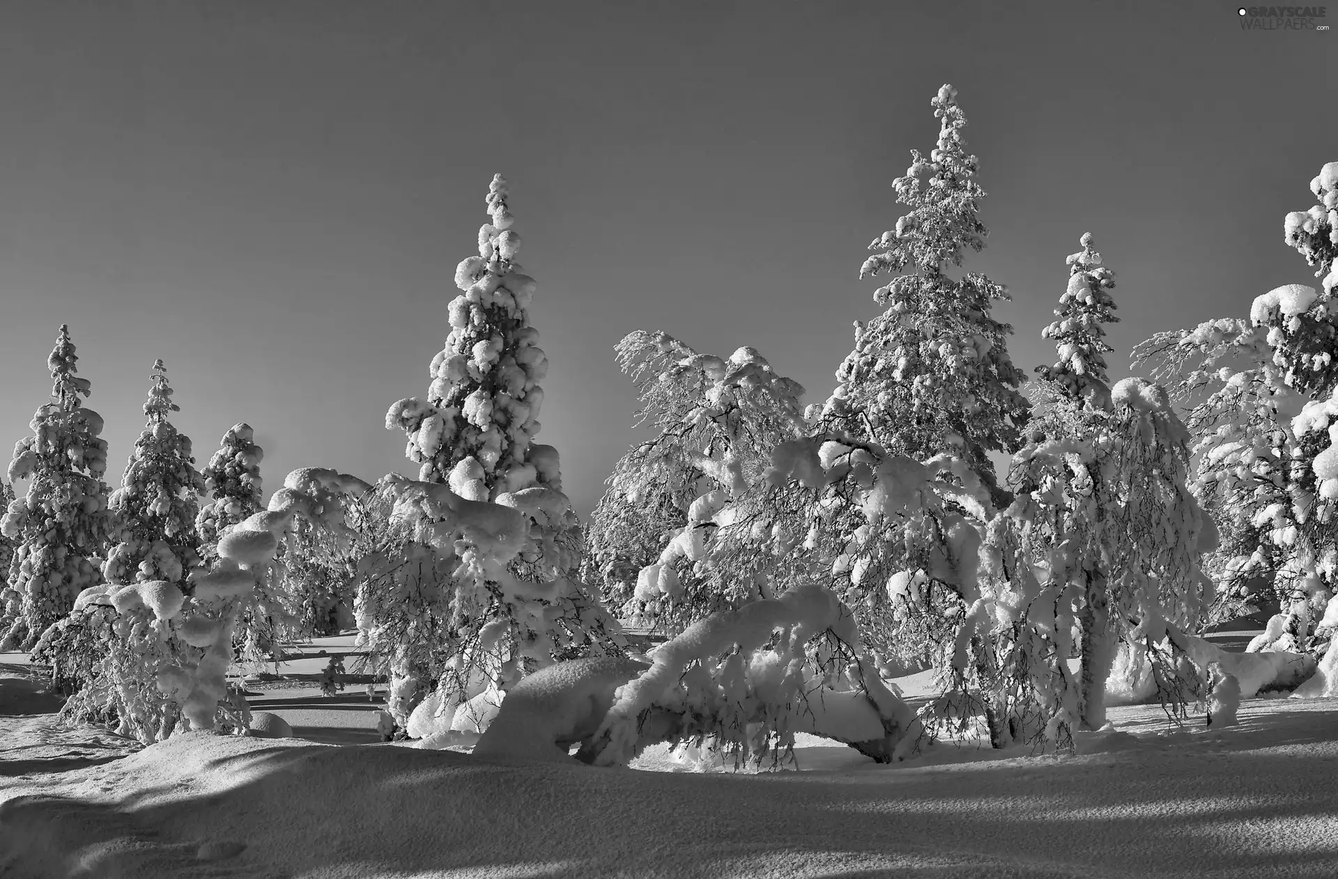 winter, Snowy, Spruces, forest