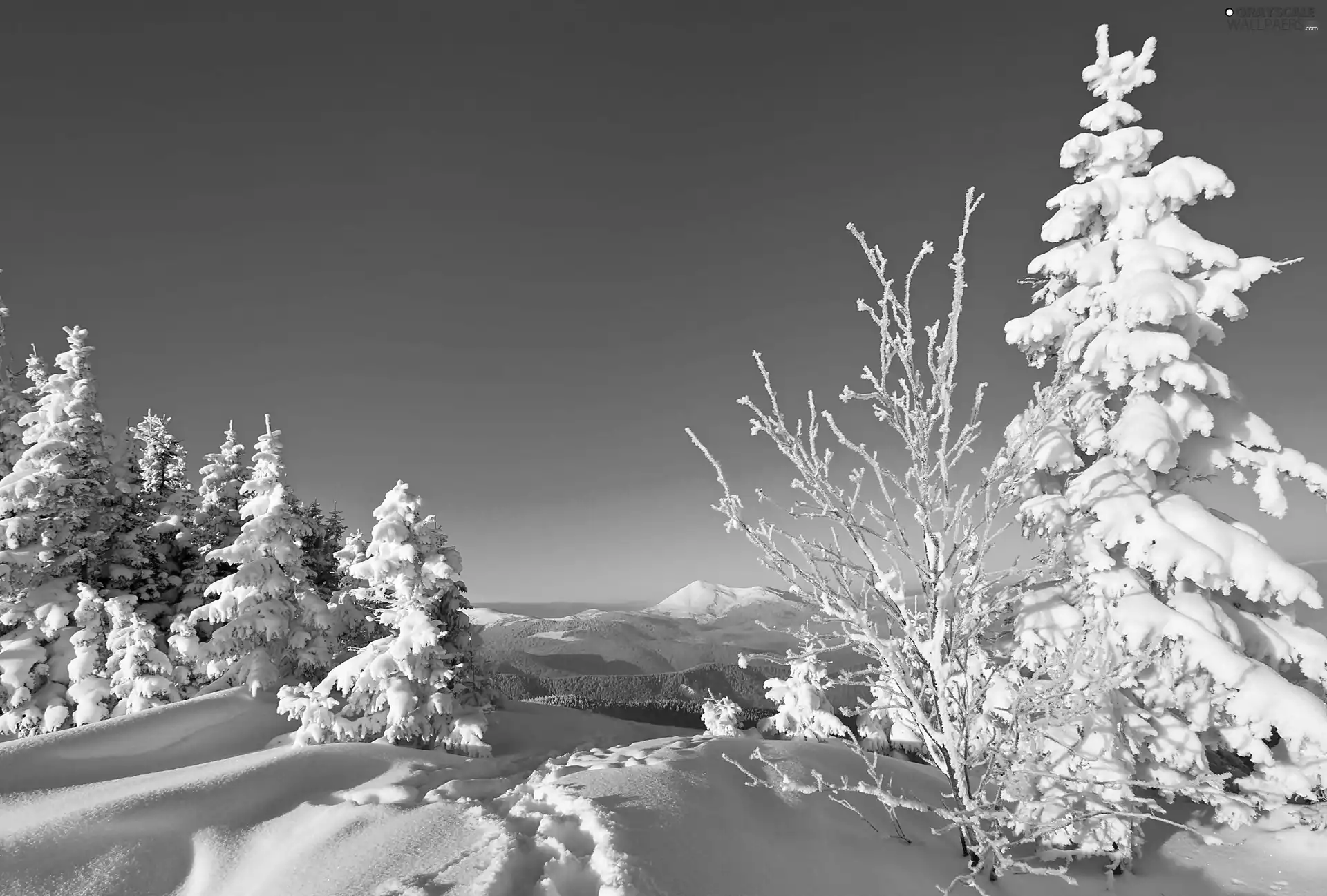 winter, Snowy, Spruces, Mountains