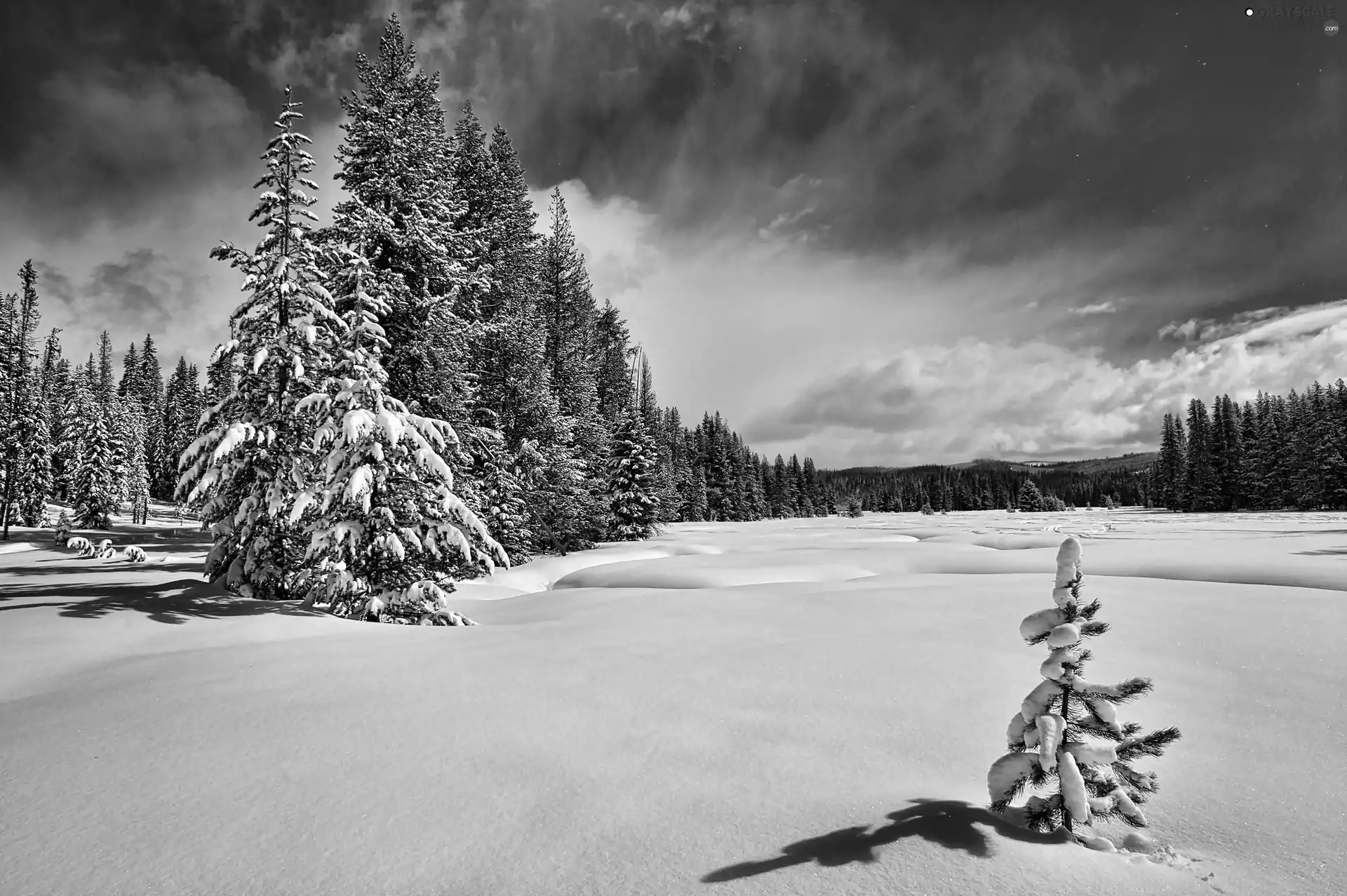 Spruces, winter, woods