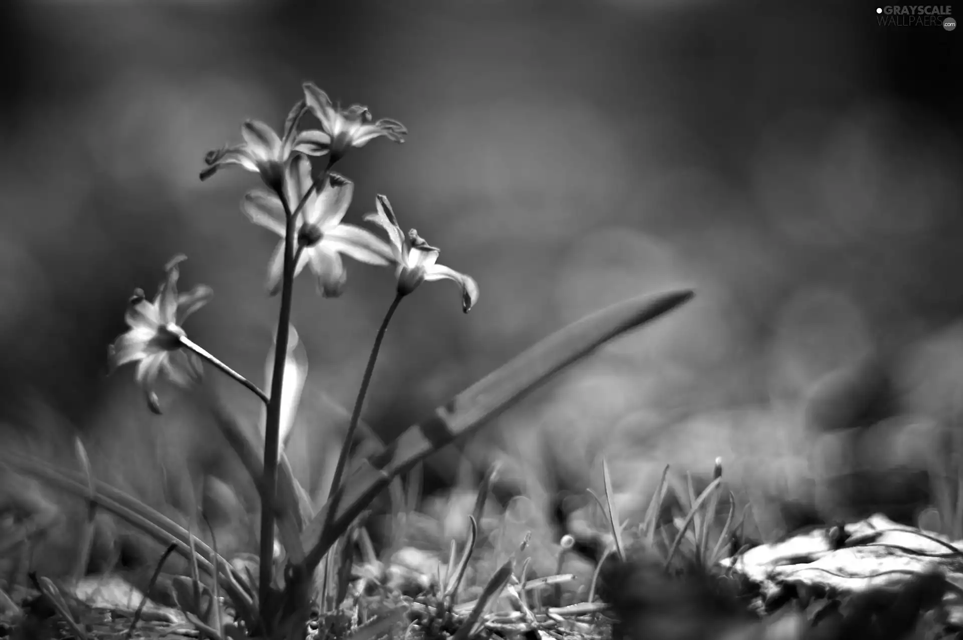 Siberian squill, leaves, luminosity, ligh, flash, Flowers, Blue, sun