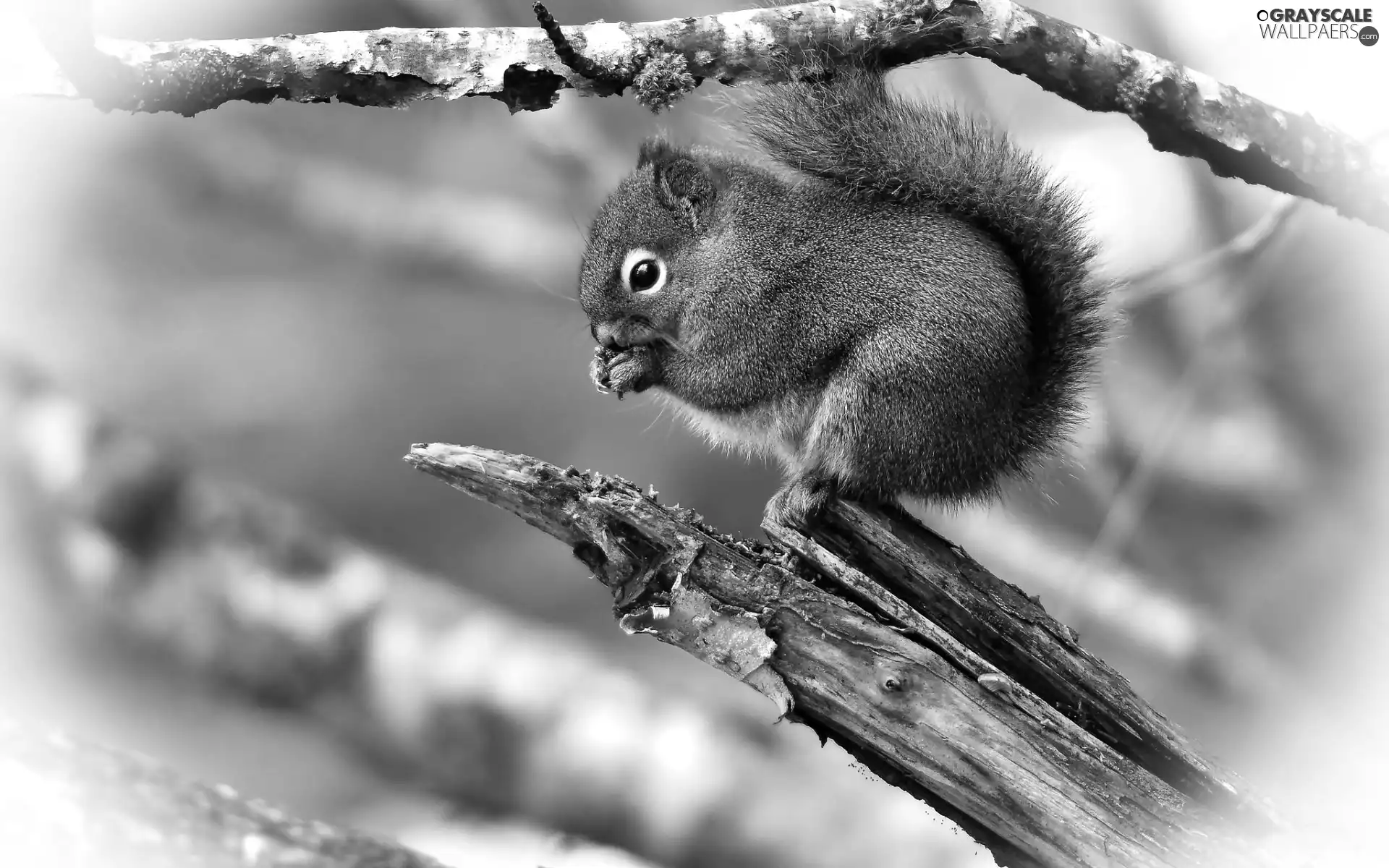 Lod on the beach, small, squirrel